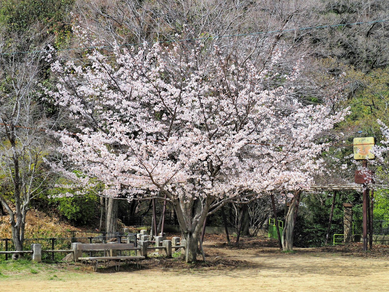 Cherry blossom tree in full bloom in a park