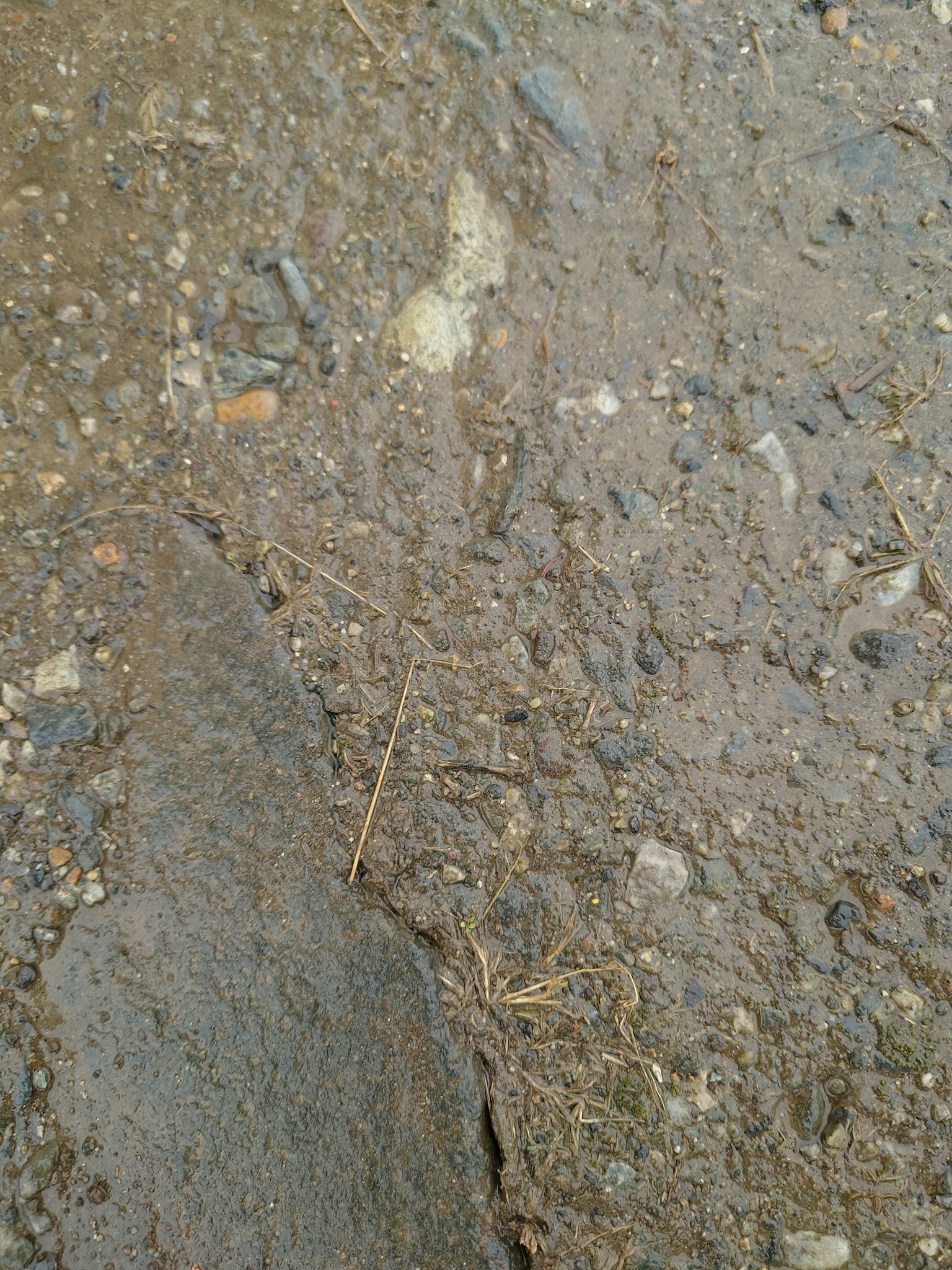 Foto di terreno fangoso con piccoli sassi e impronte visibili