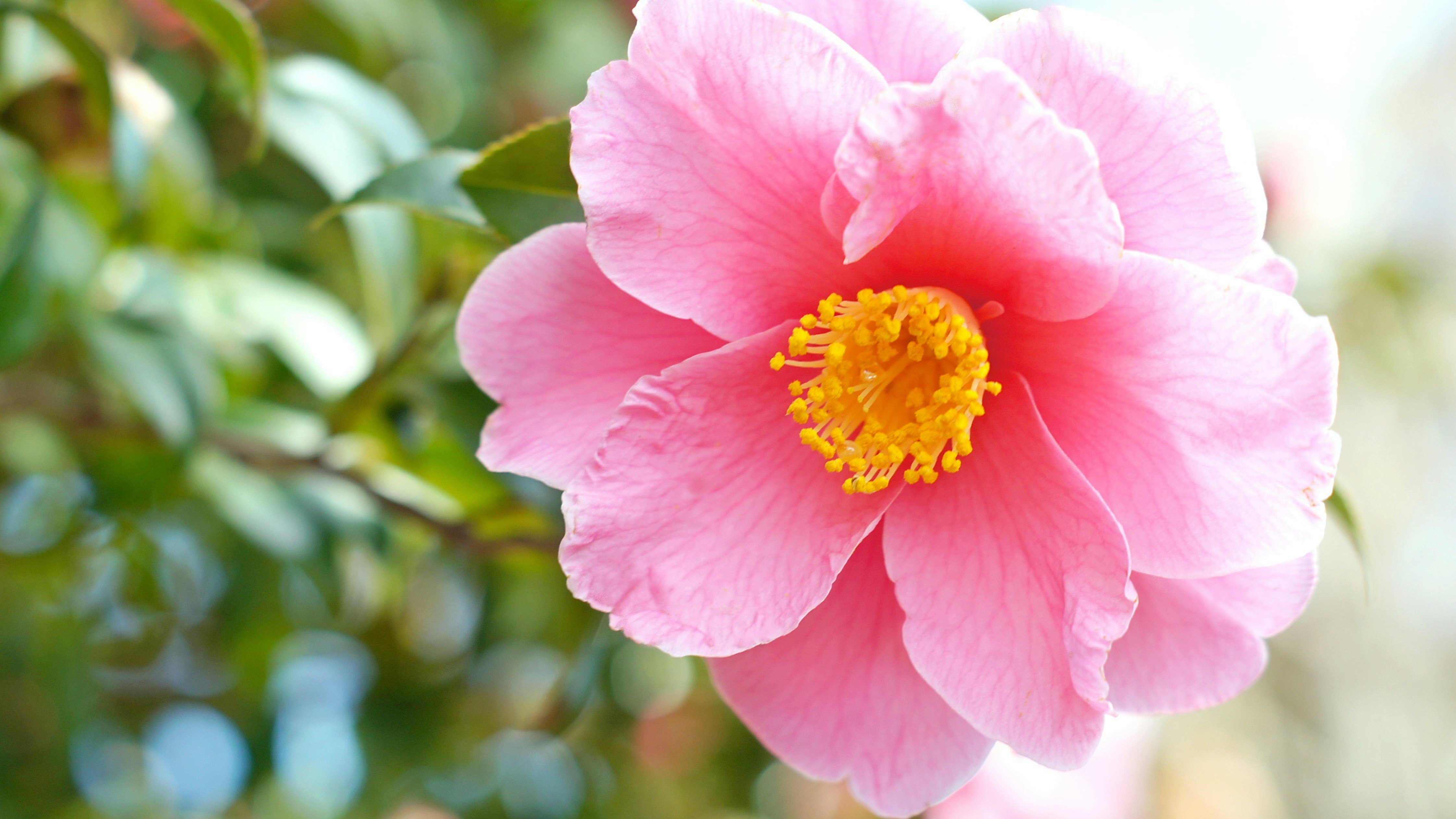 ピンクのサザンカの花のアップ