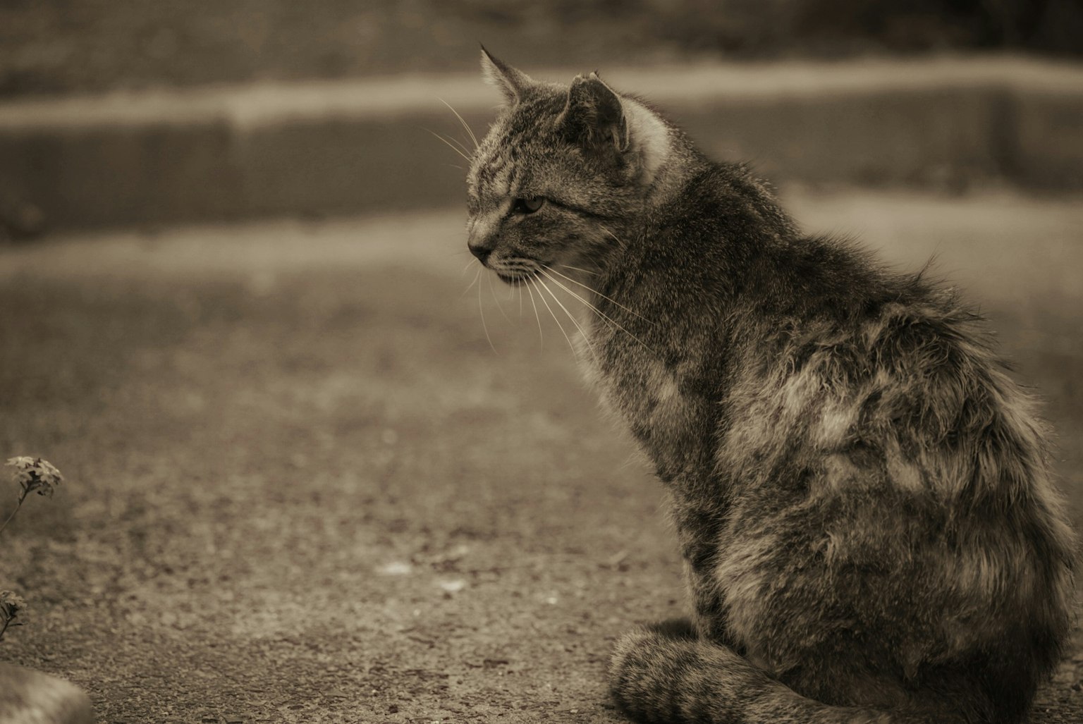 Un gatto in tonalità seppia seduto tranquillamente