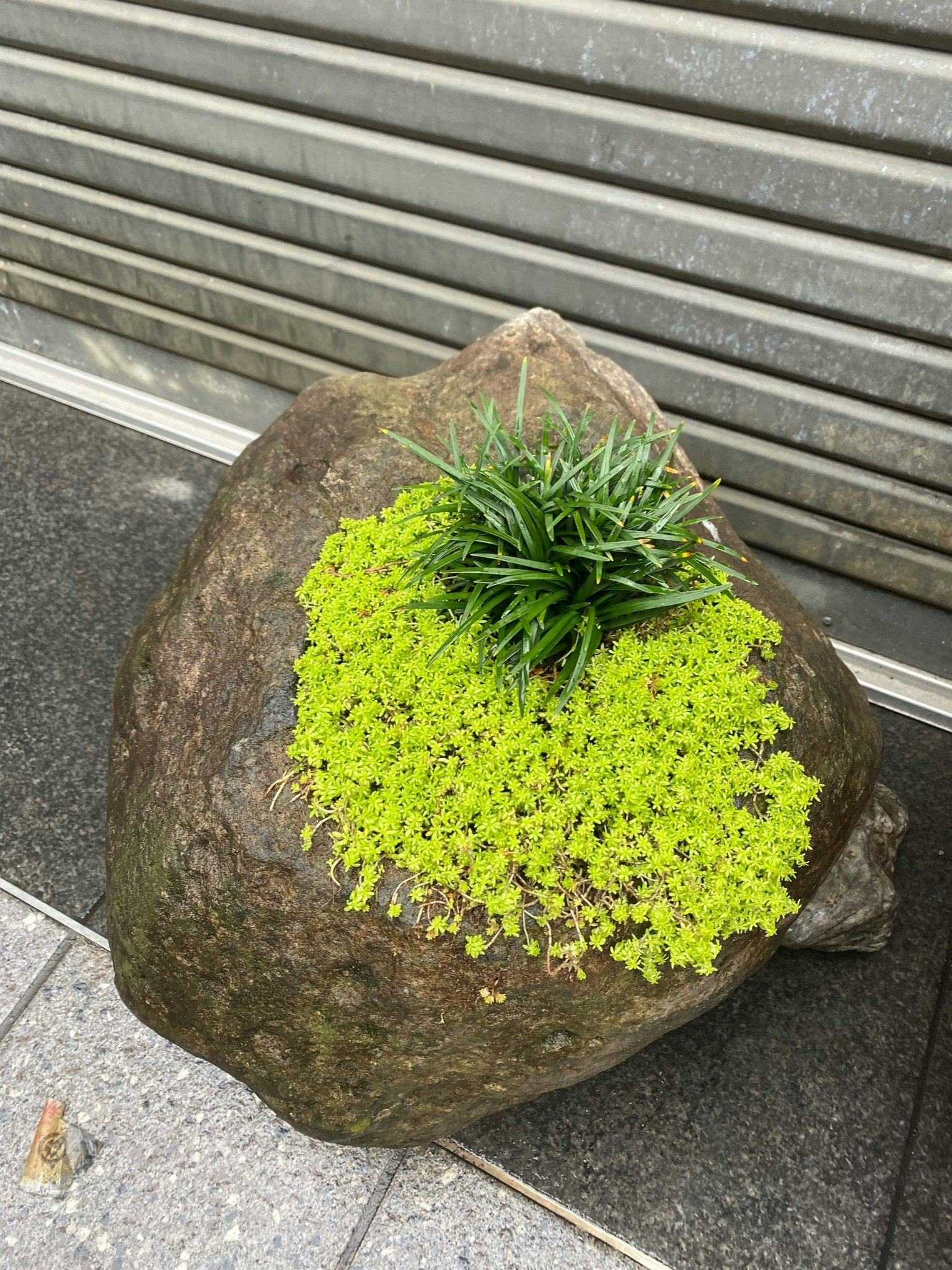 一塊大石頭上裝飾著生機勃勃的綠色植物