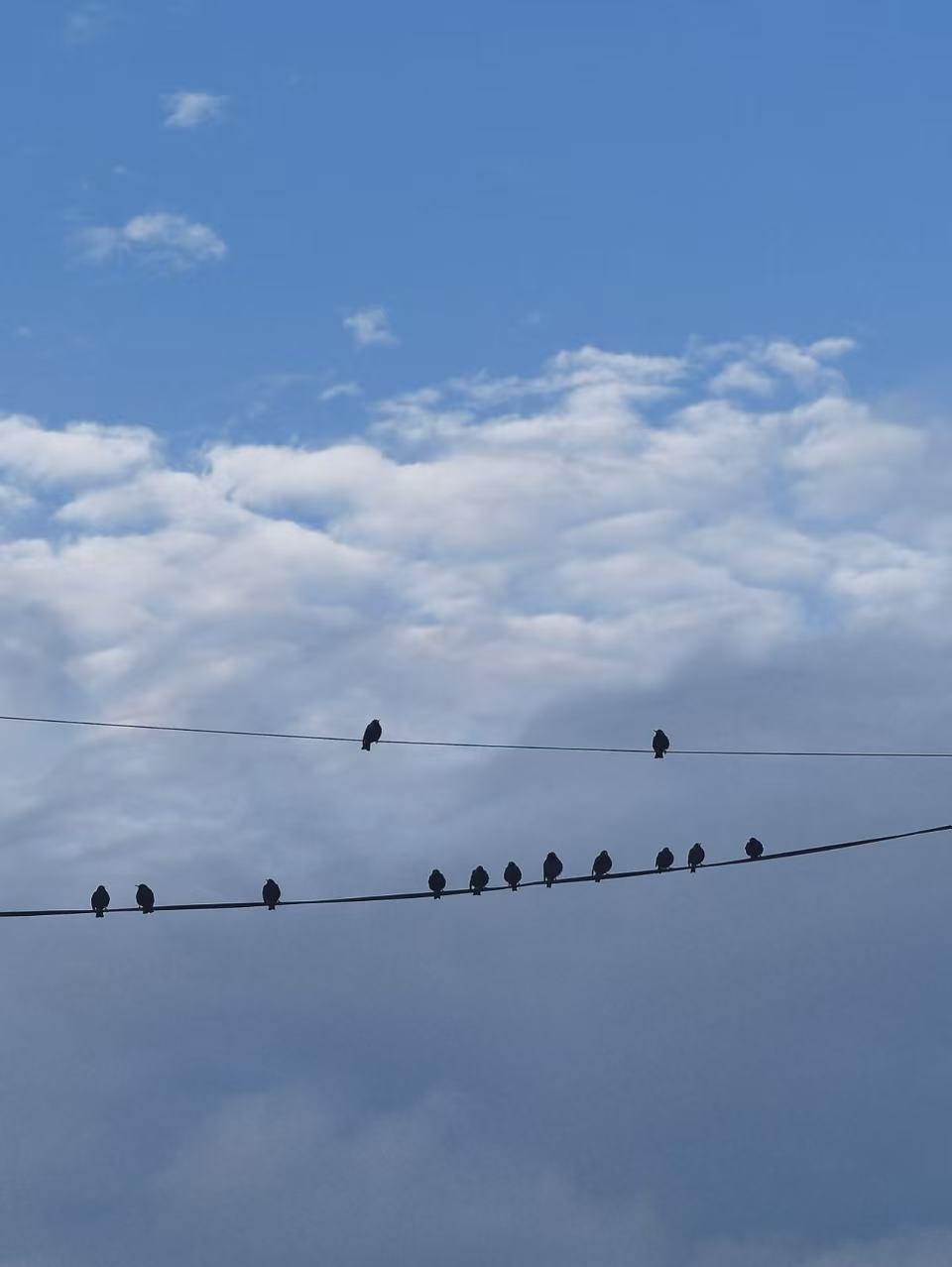 空を横切る電線にとまる鳥の群れ