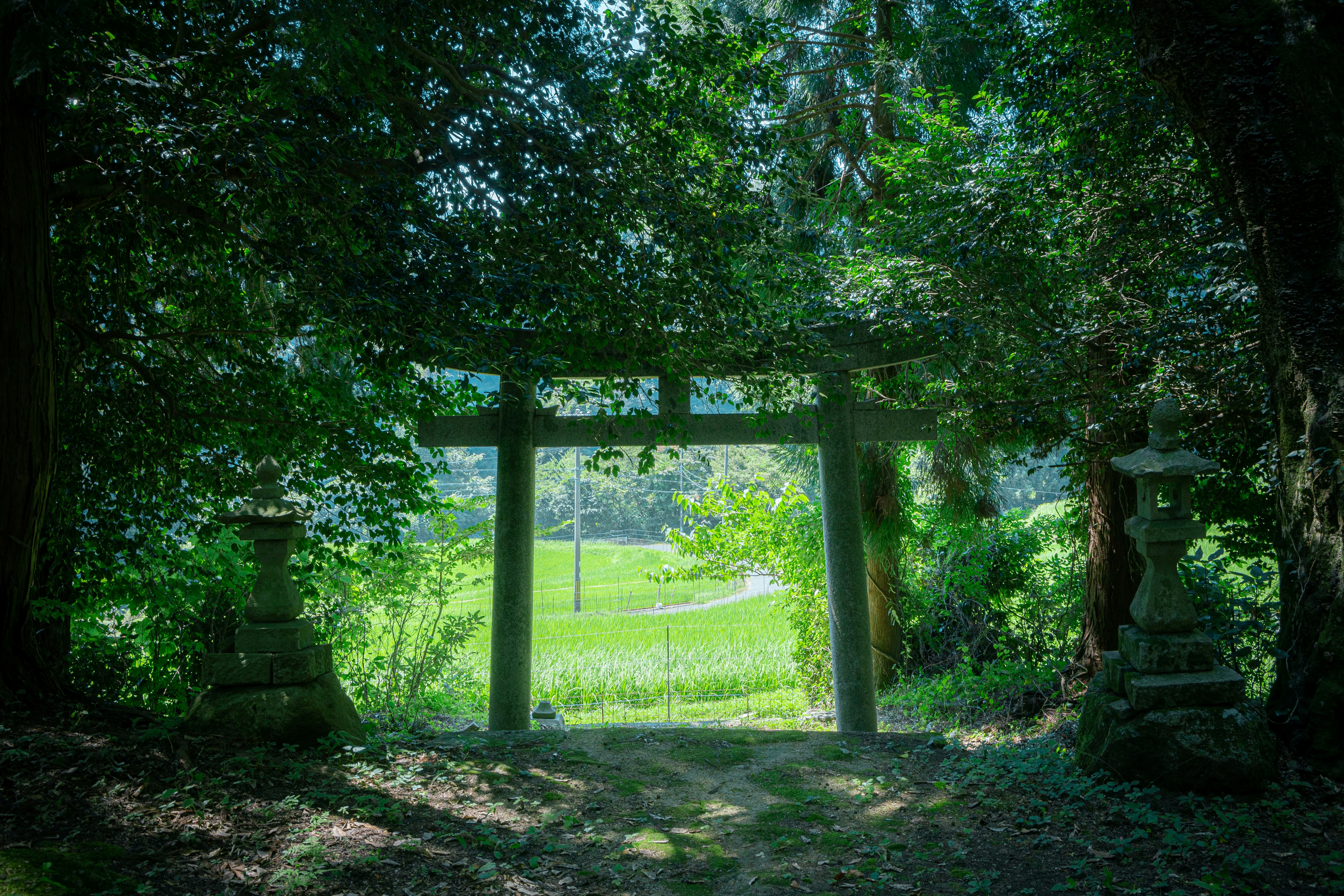 緑の森の中にある石柱と鳥居のような門から見える田園風景
