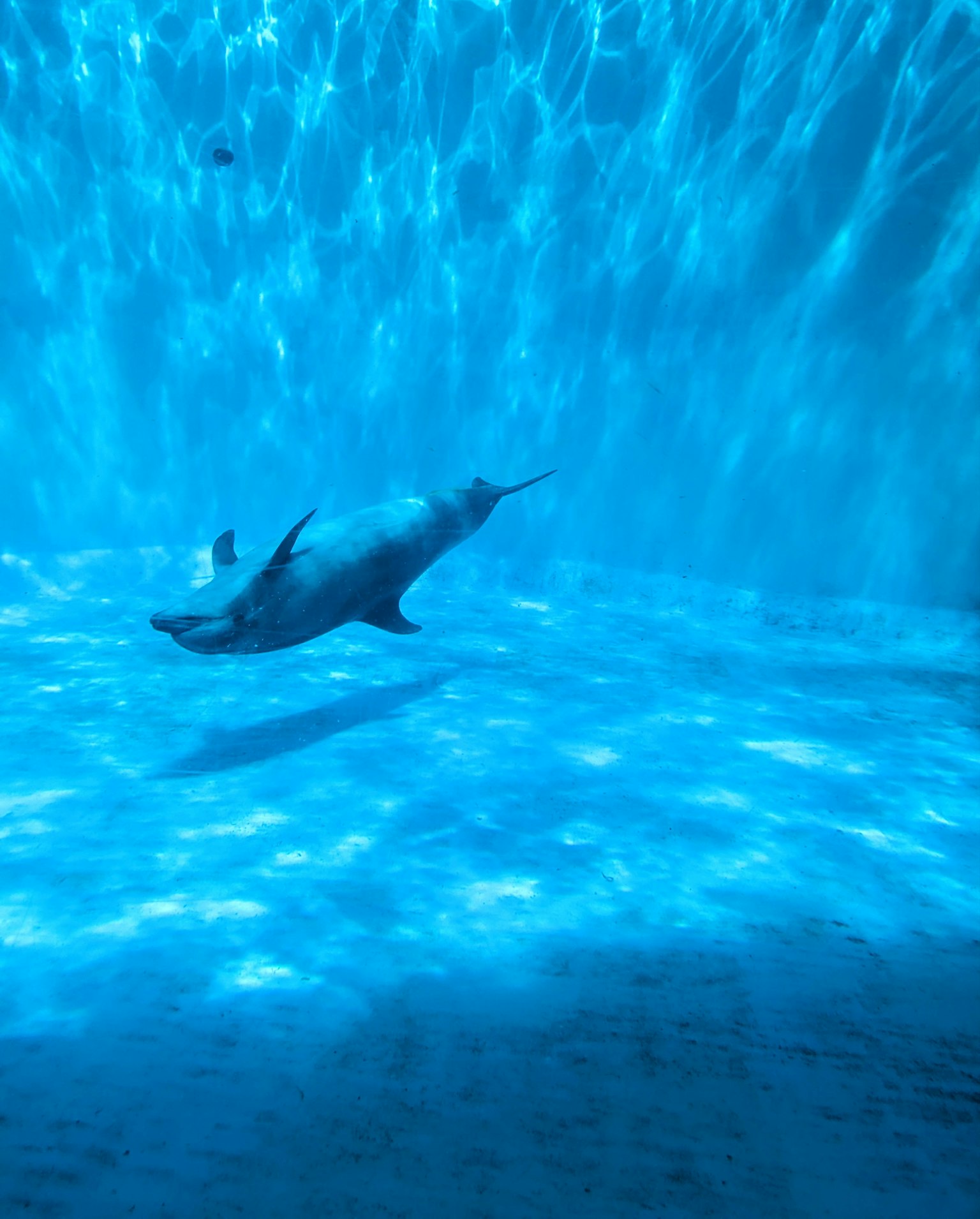 Dolphin swimming underwater in blue water