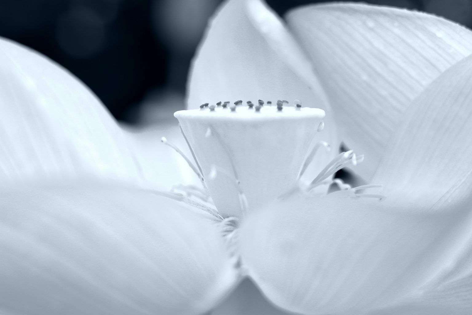 白色花朵的特写，中心有小花蕊