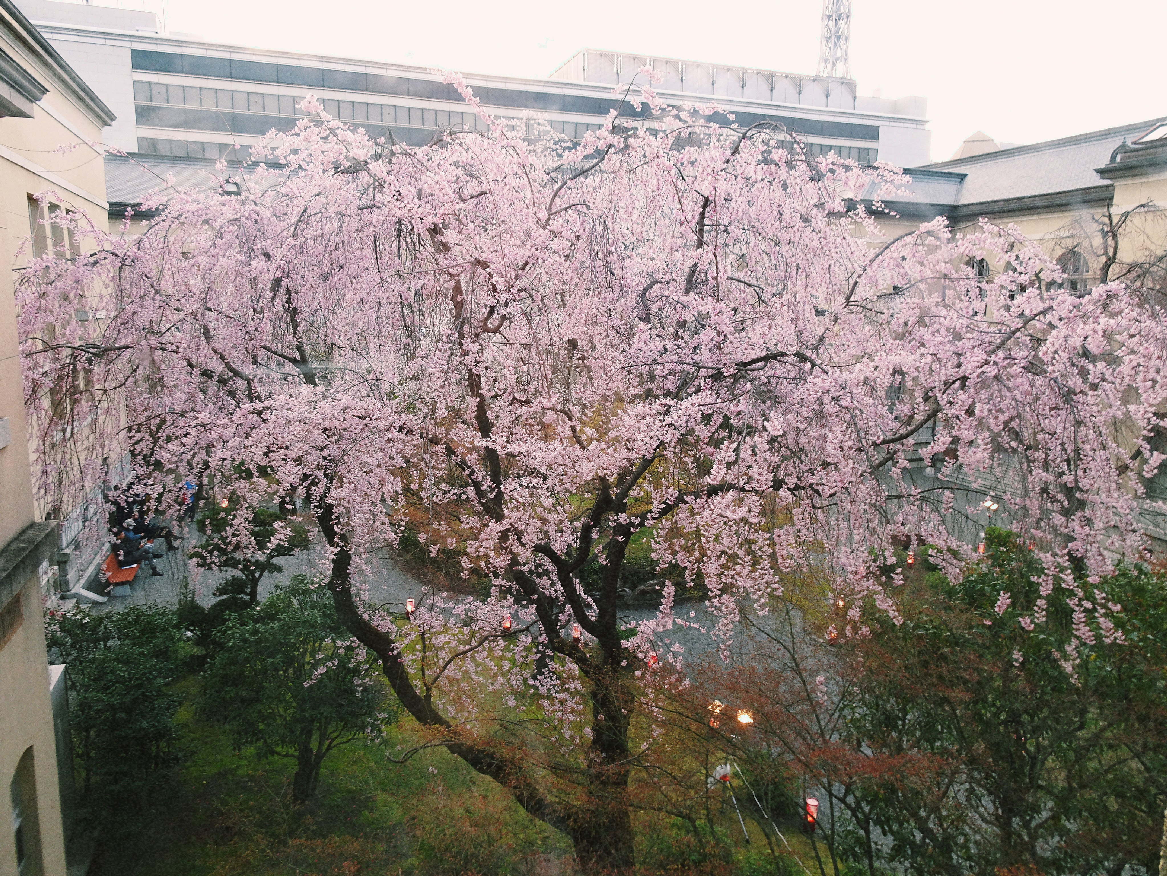 桜の並木と庭園のある中庭風景