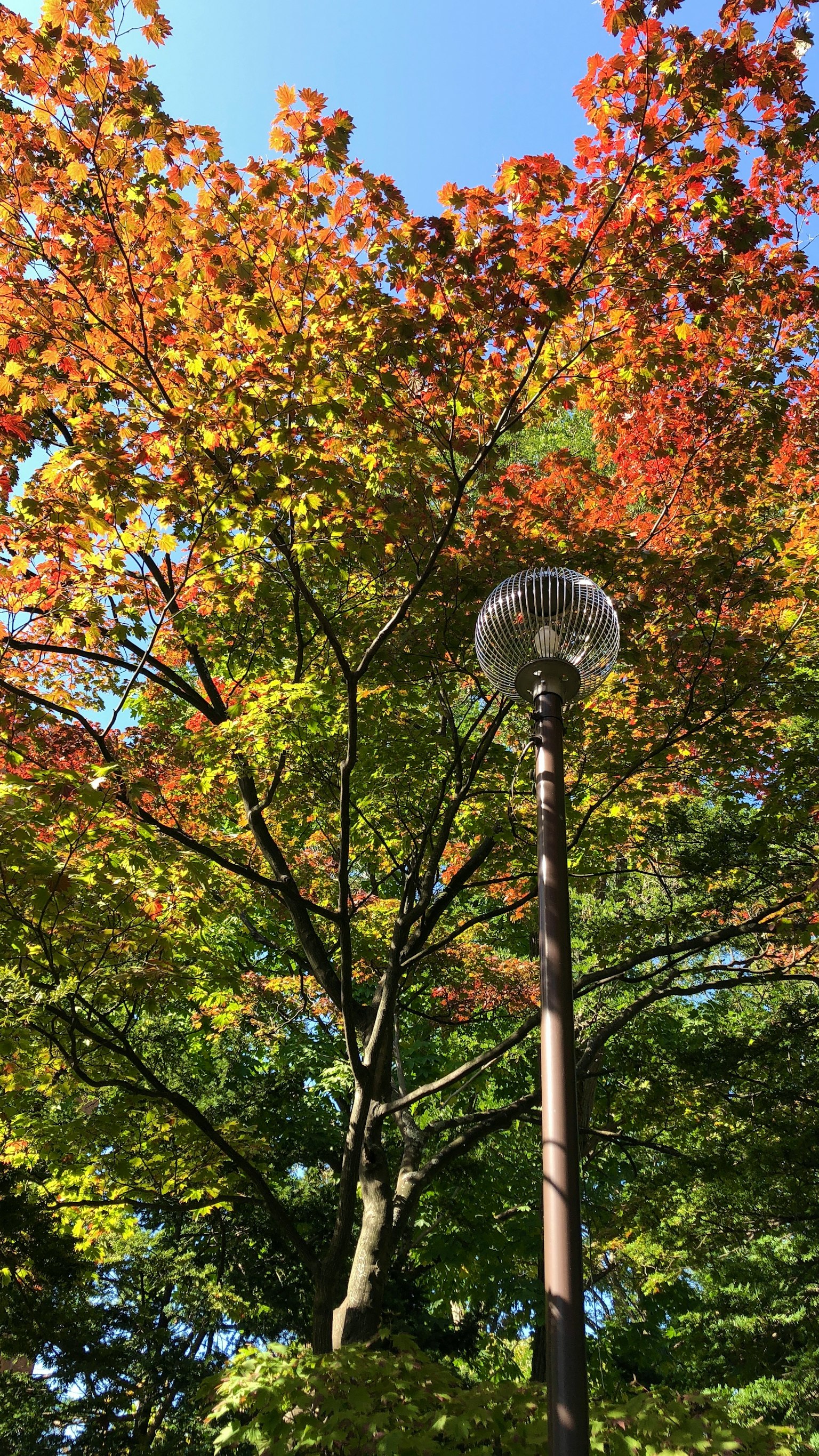 Foto von einem Baum mit herbstlicher Laubfärbung und einer Straßenlaterne
