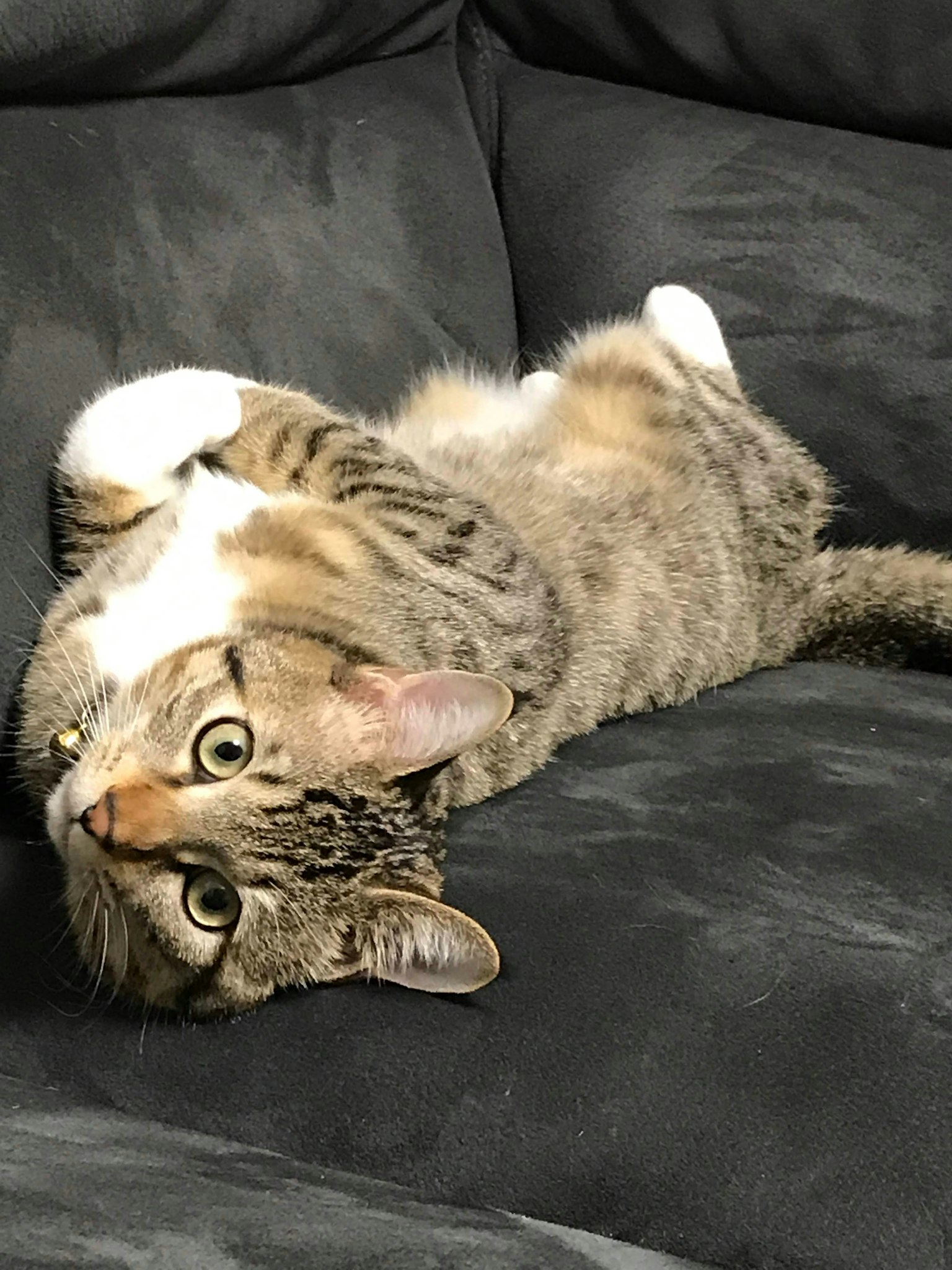 Gatto grigio sdraiato su un divano che guarda verso la macchina fotografica