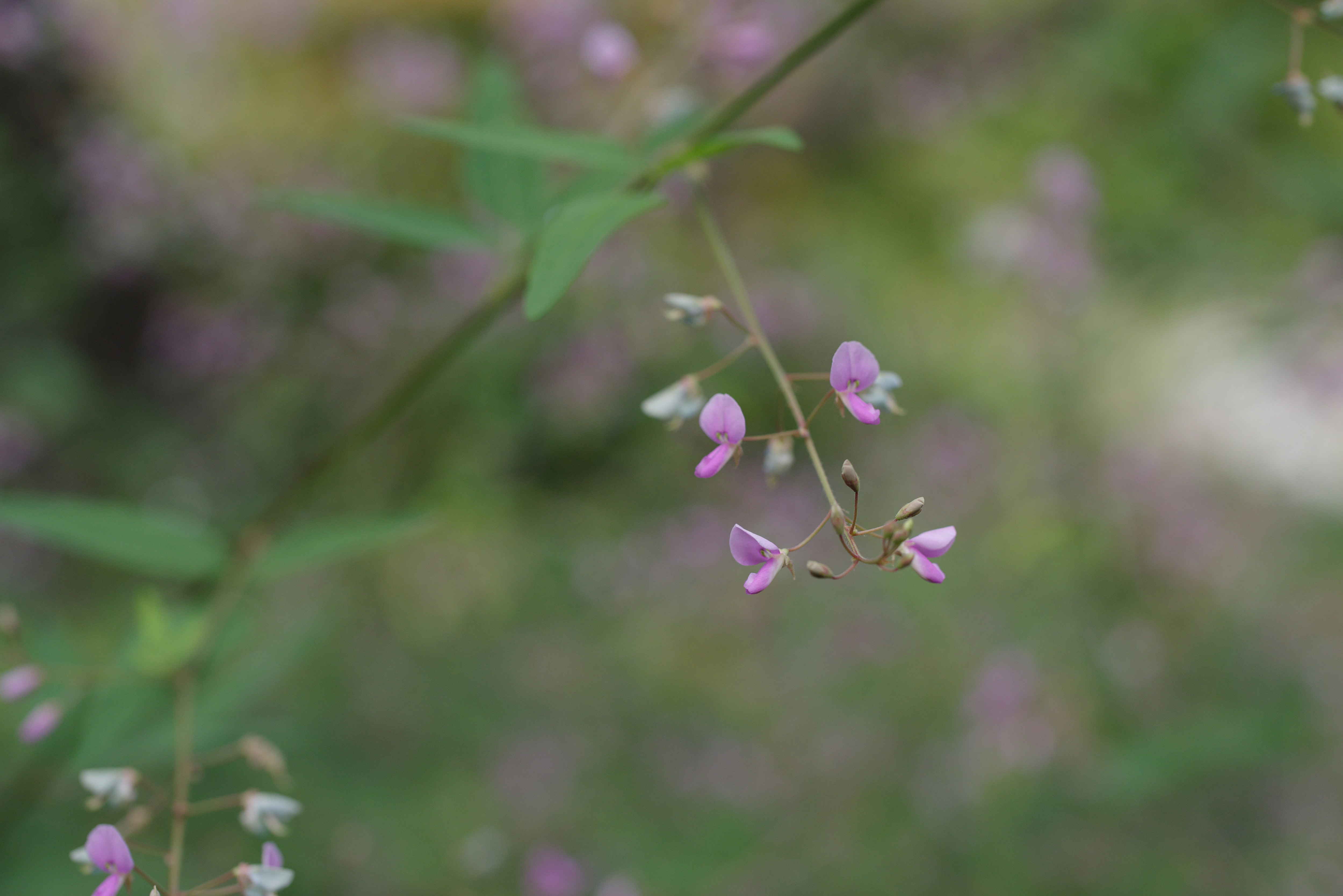 萩の花の小さな花房と細い枝のクローズアップ