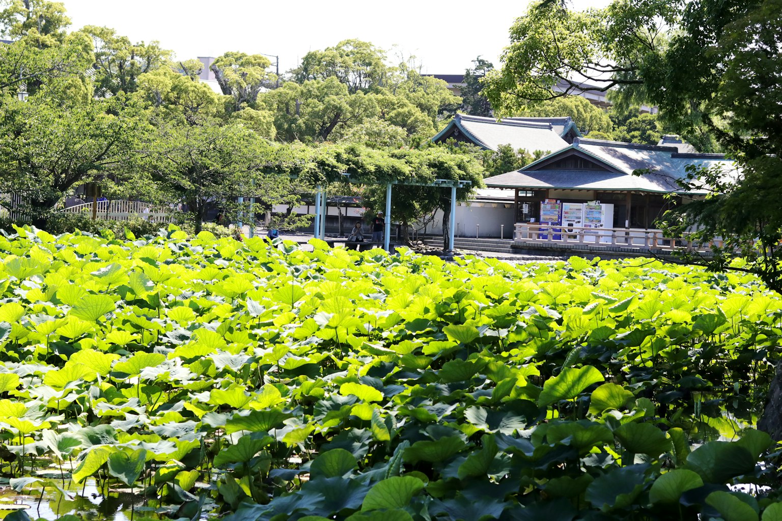 Lush lotus leaves covering a pond with a traditional building in the background