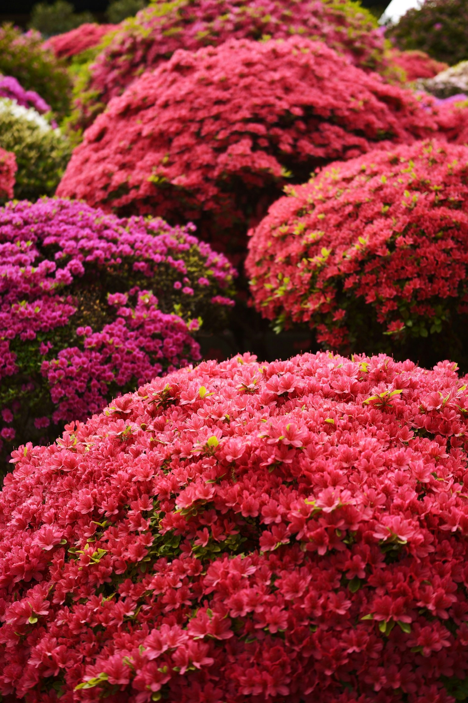 Flores de azalea vibrantes en varios tonos de rosa y púrpura