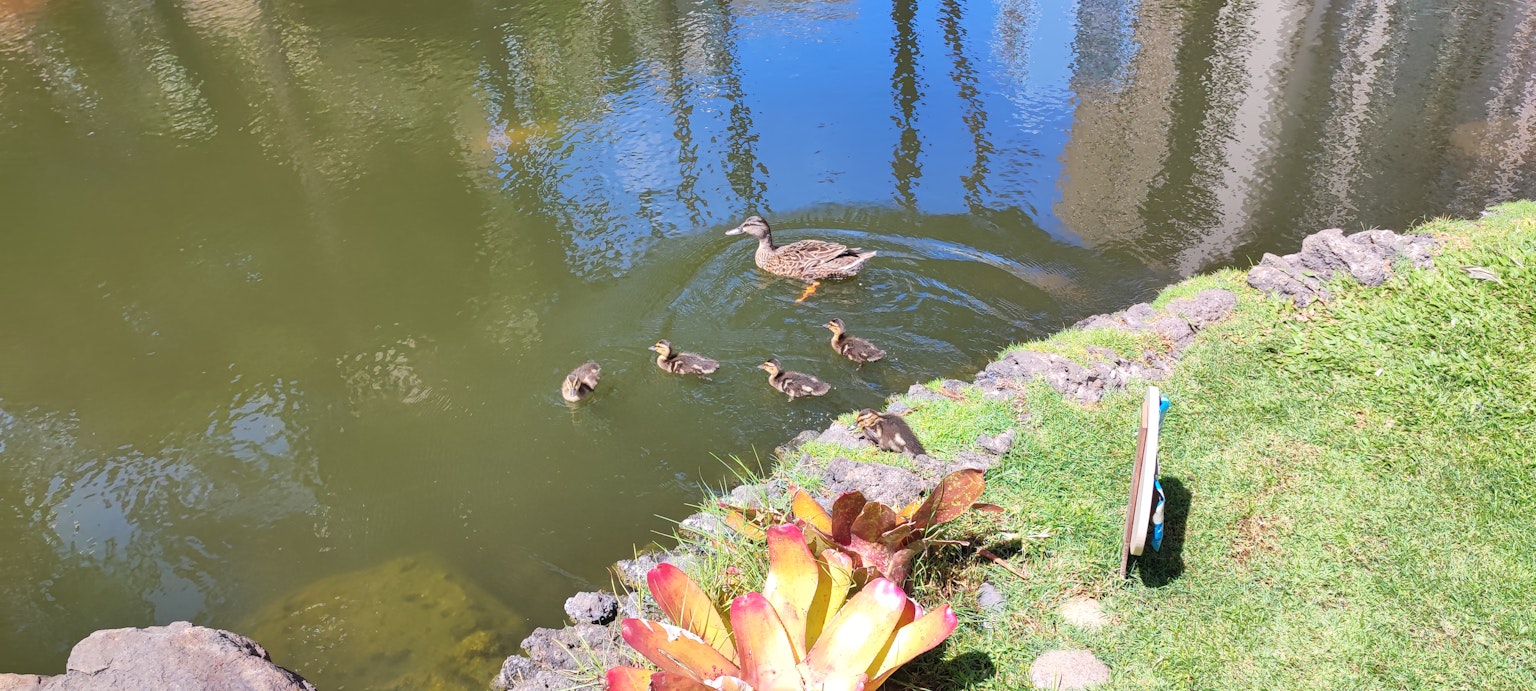 Mamaente schwimmt mit ihren Entenküken in einem Teich