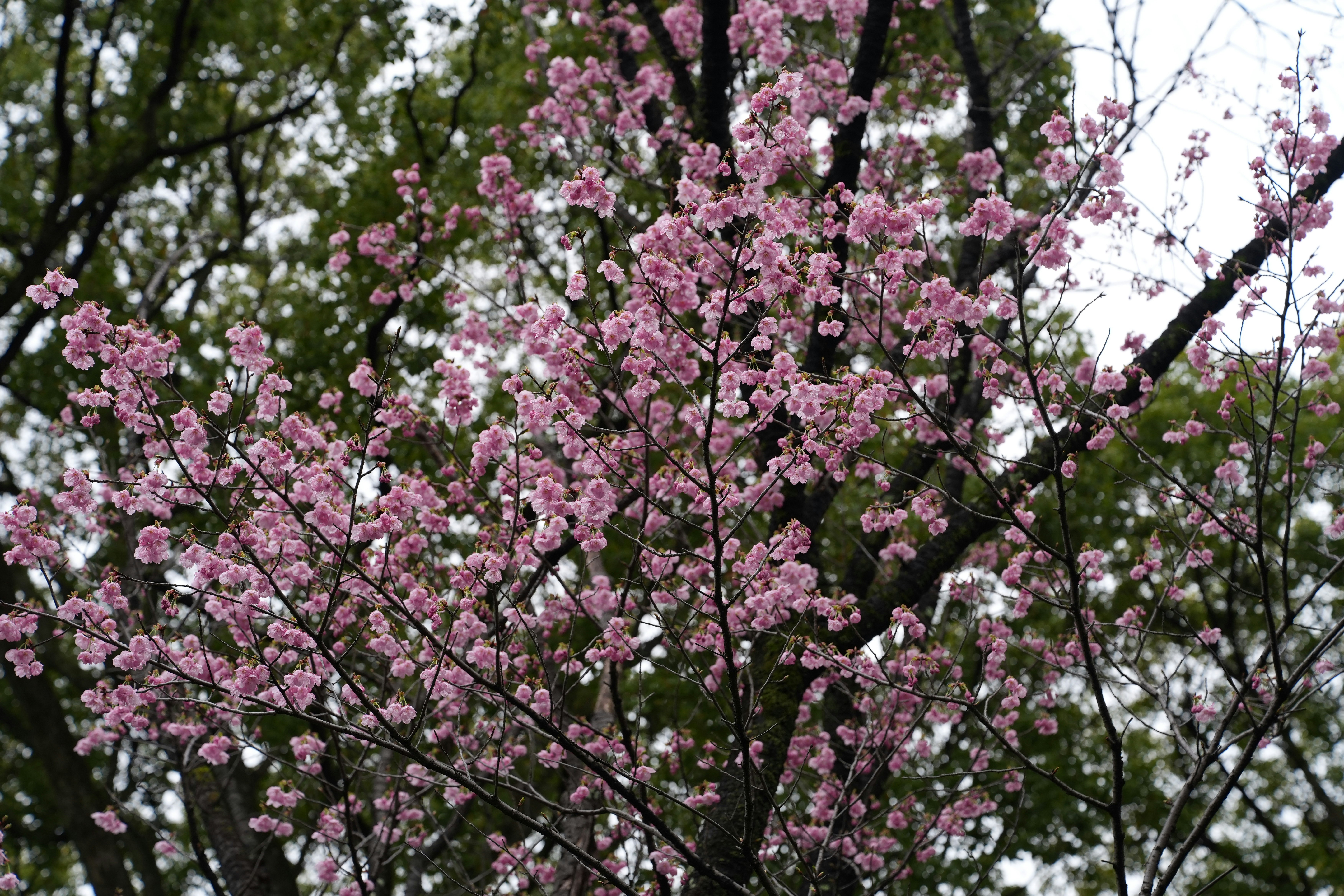 粉色櫻花盛開的樹枝與明亮天空般的背景