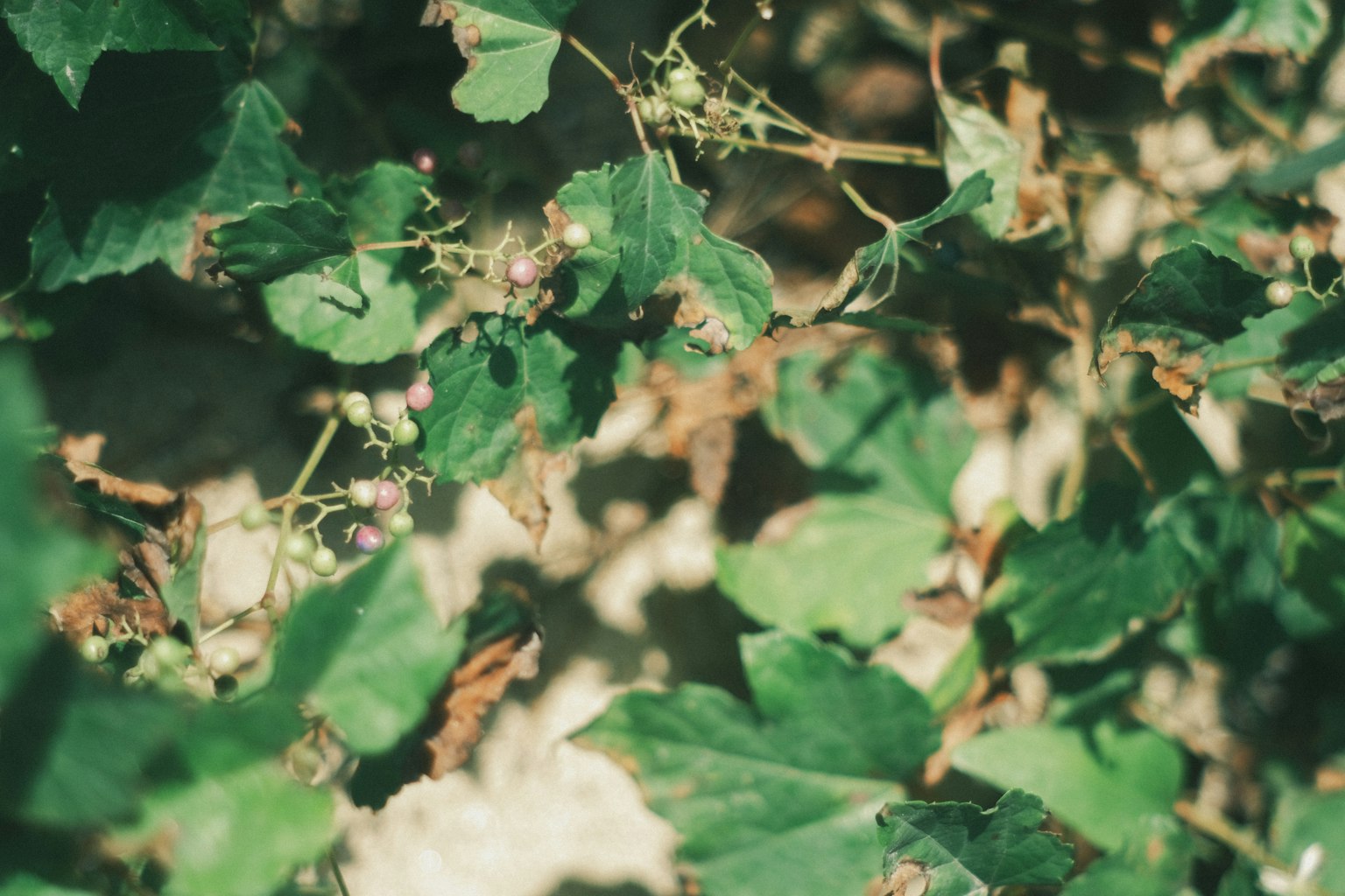 Kedekatan daun hijau dan bunga kecil dari tanaman merambat