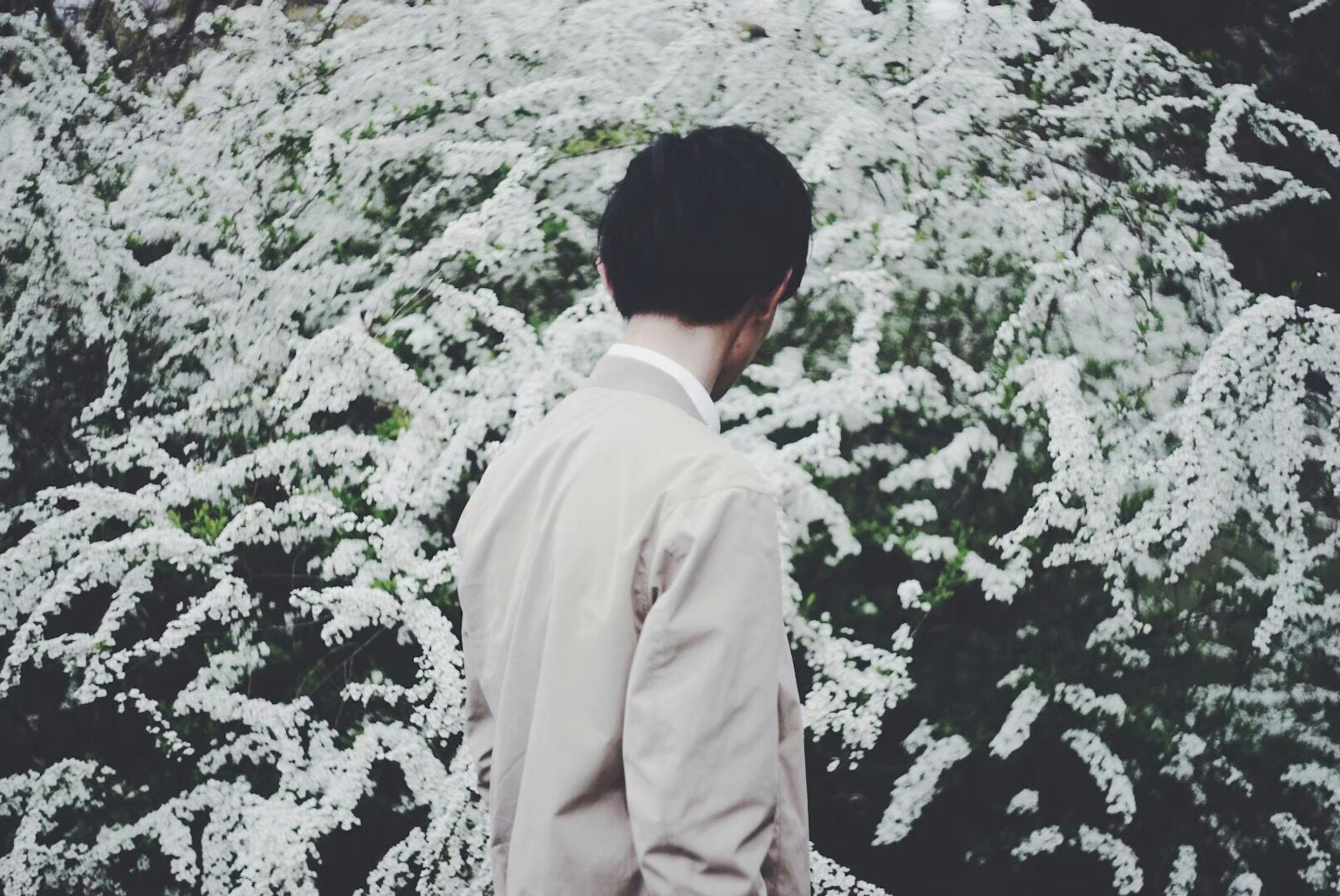 Man in a light suit standing with his back to a bush of white flowers