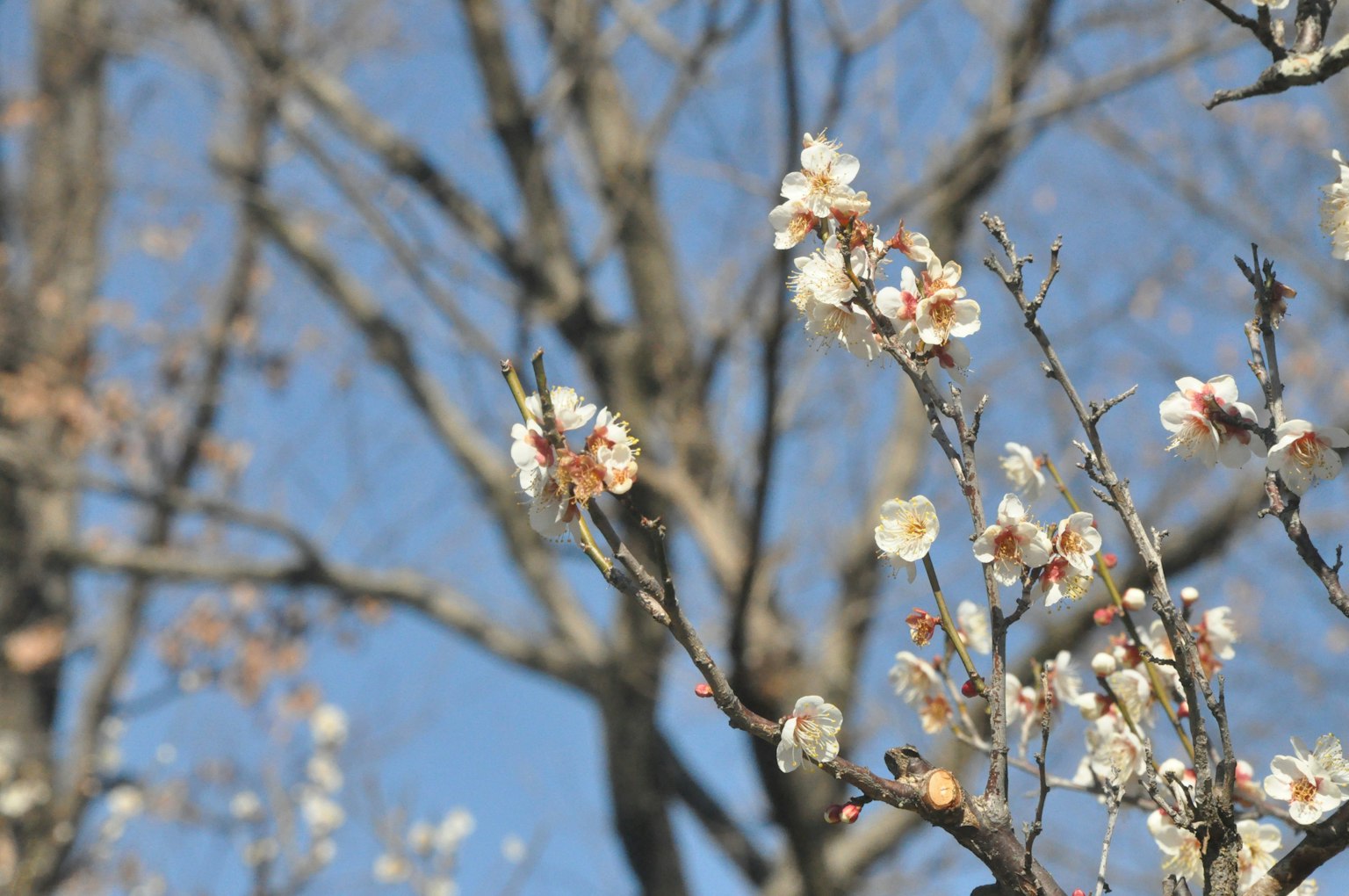 Weiße Blumen blühen unter einem blauen Himmel mit kahlen Ästen
