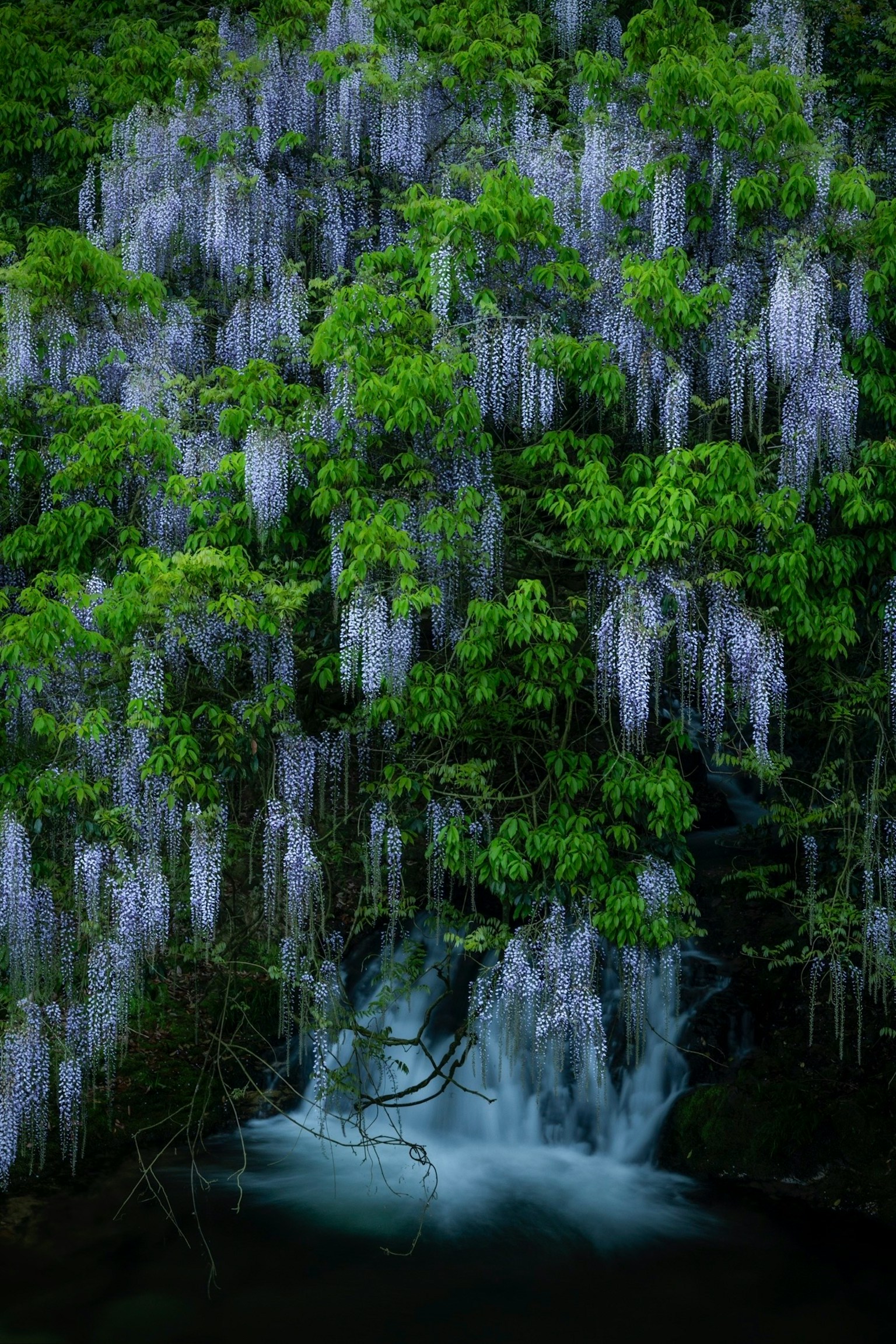 Arbres verts luxuriants ornés de fleurs de glycine violettes et d'eau qui coule