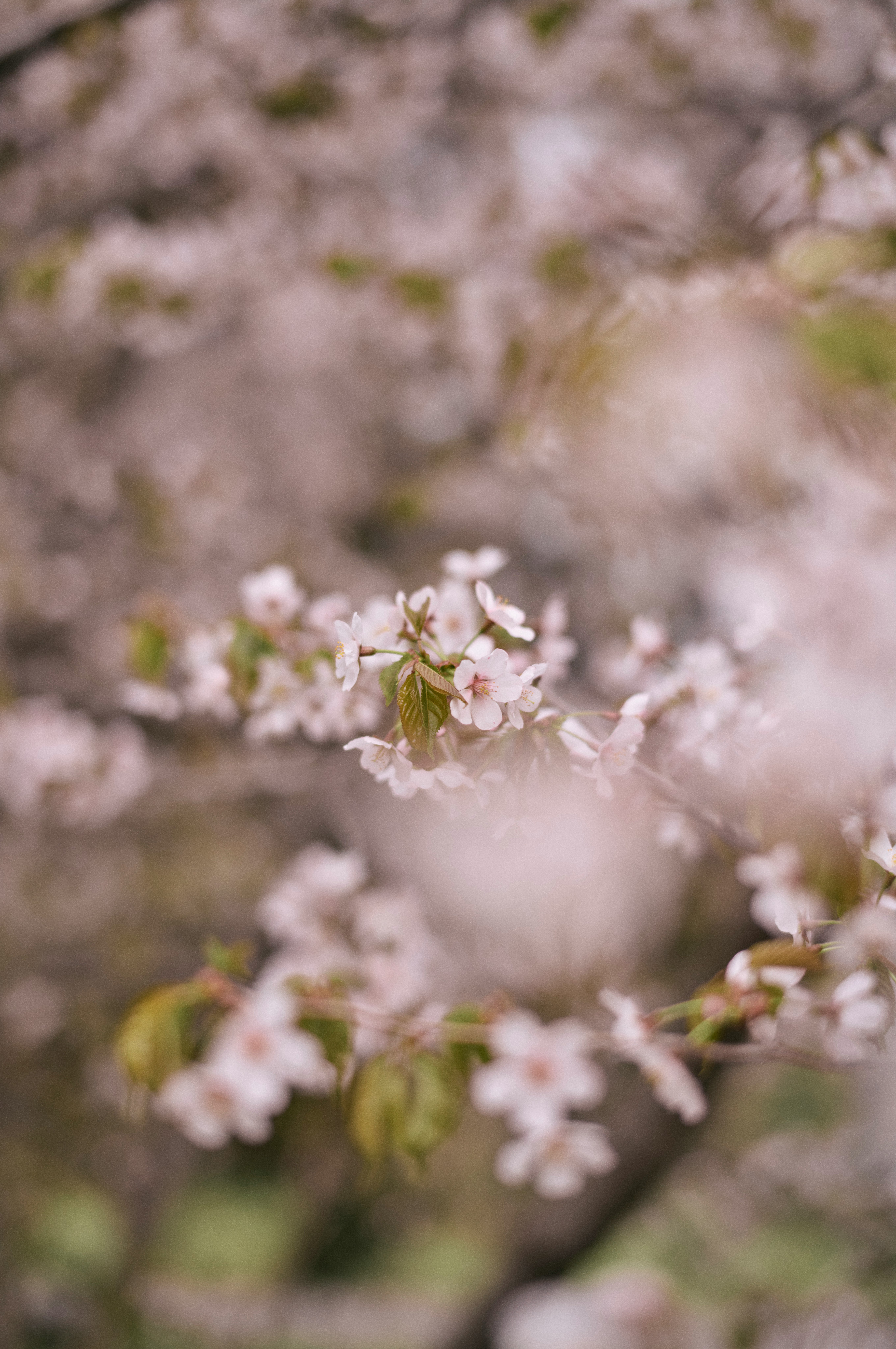桜の花が咲く庭のボケた花畑