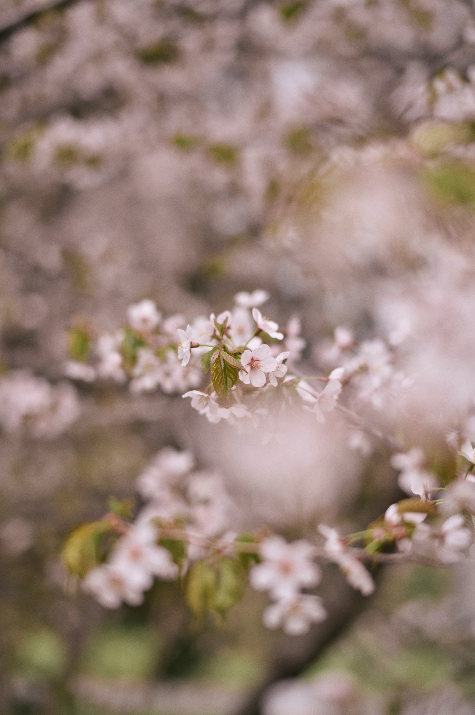 Gros plan de fleurs de cerisier rose pâle sur des branches