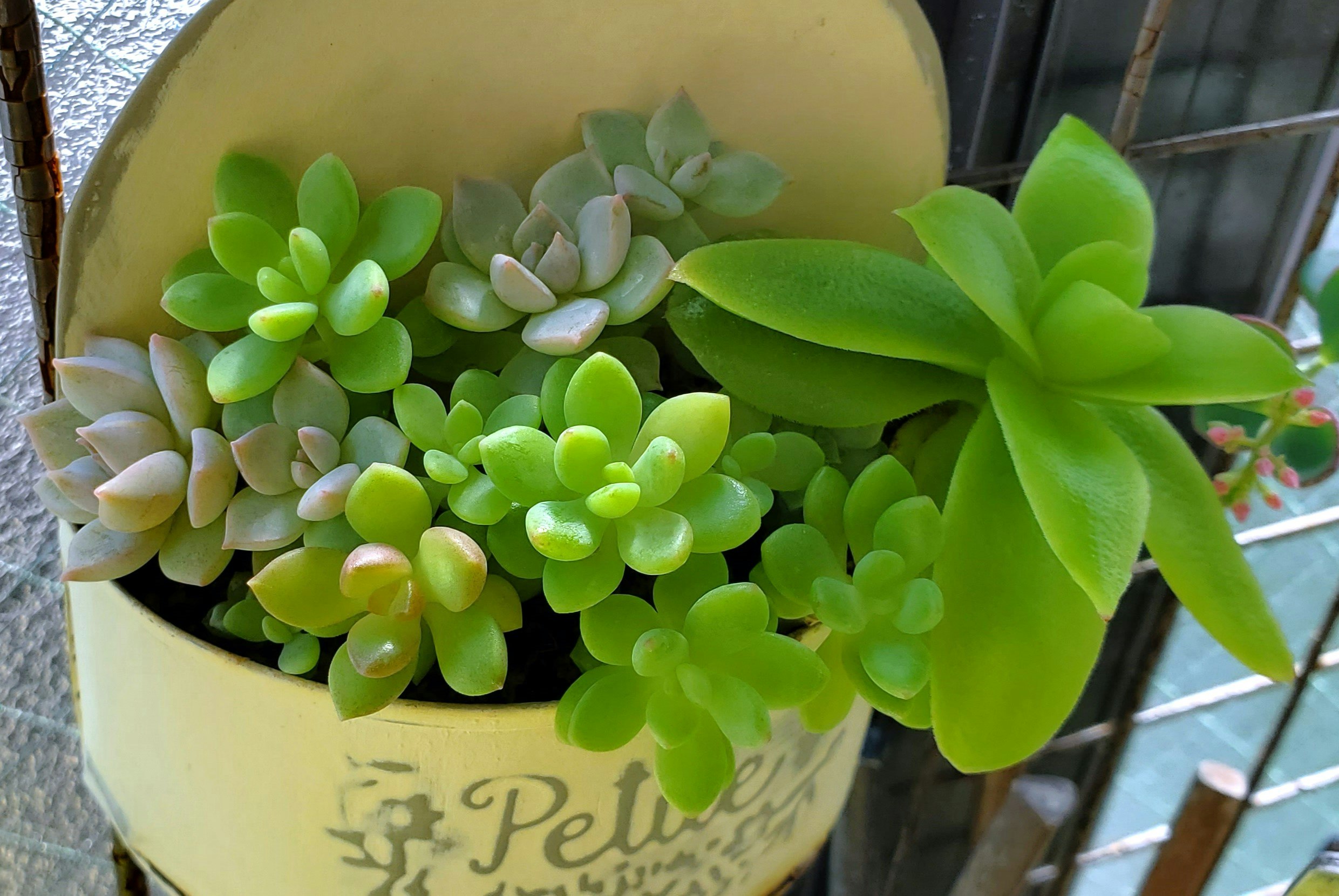 多肉植物盆栽