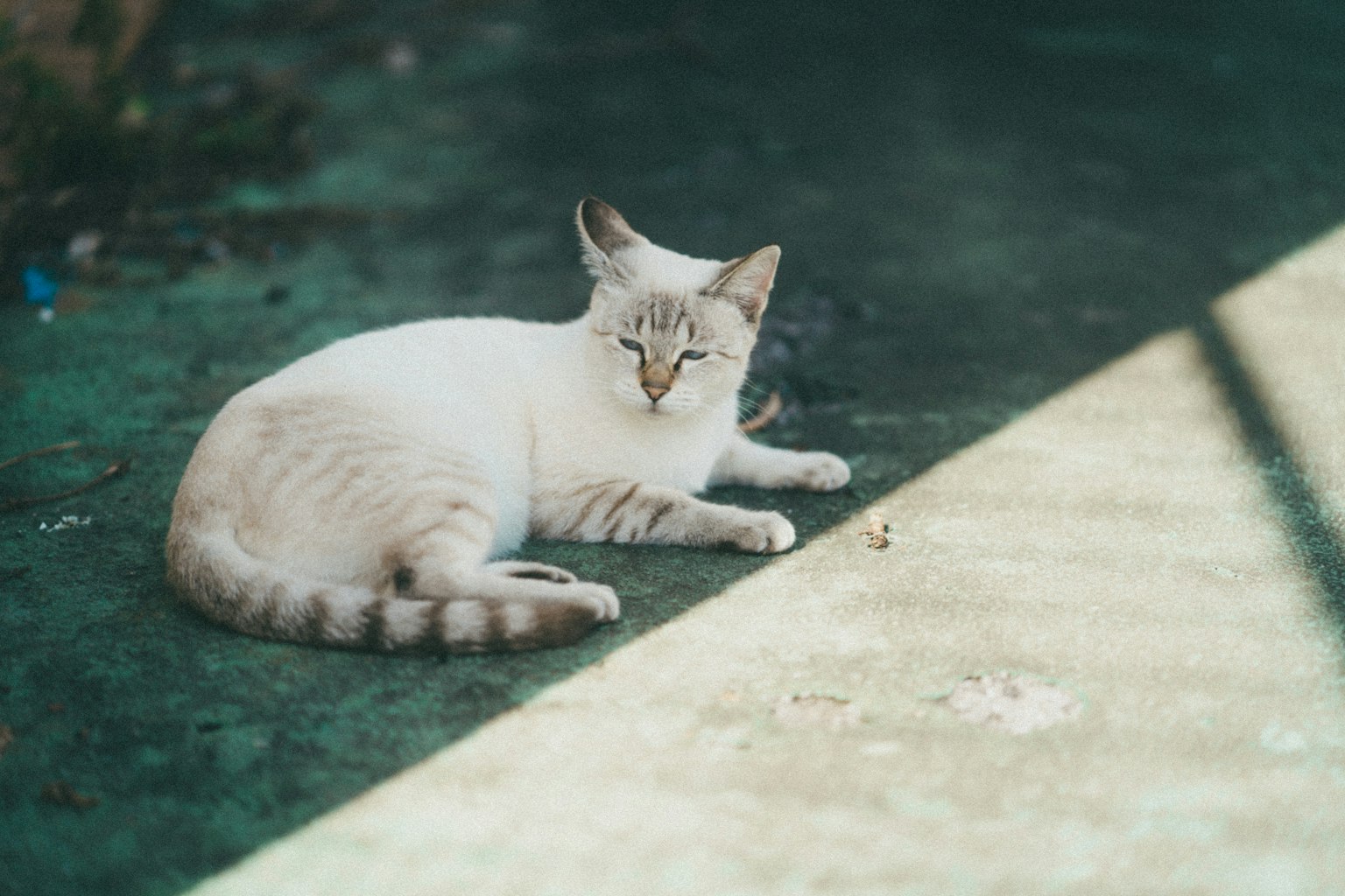 Un chat blanc se prélassant au soleil