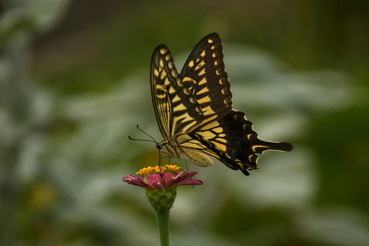 Un beau papillon posé sur une fleur Le papillon a des motifs noirs et jaunes La fleur est rose avec un fond vert