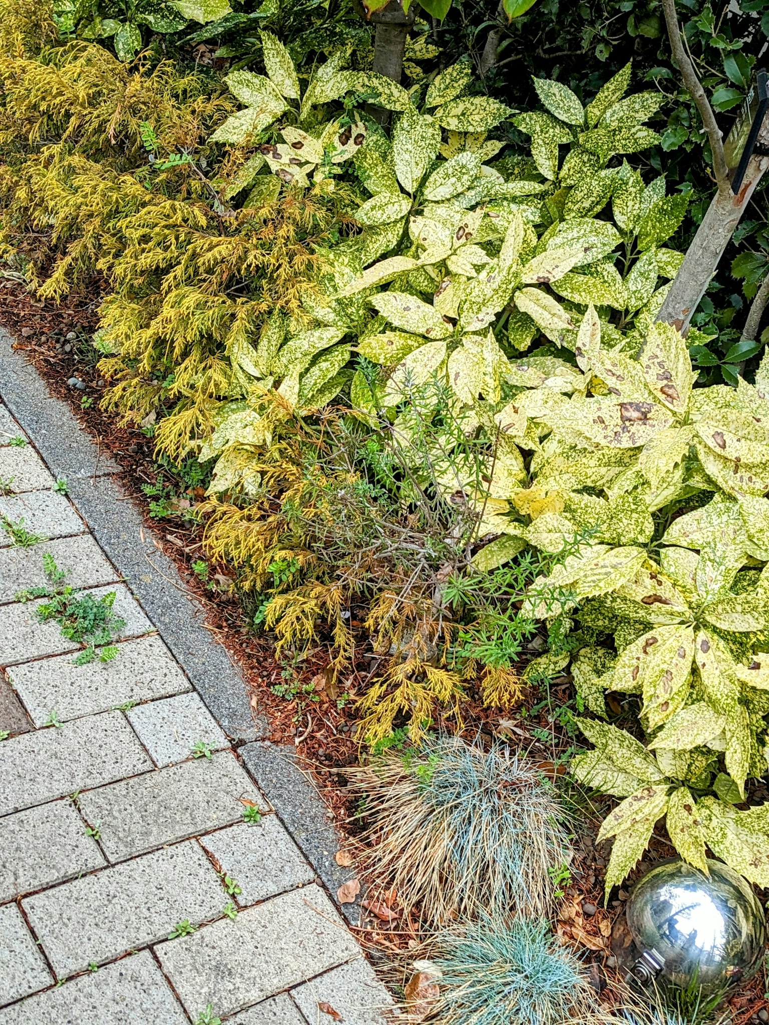 ขอบสวนที่มีใบไม้สีเขียวและสีเหลืองผสมกันและทางเดินหิน