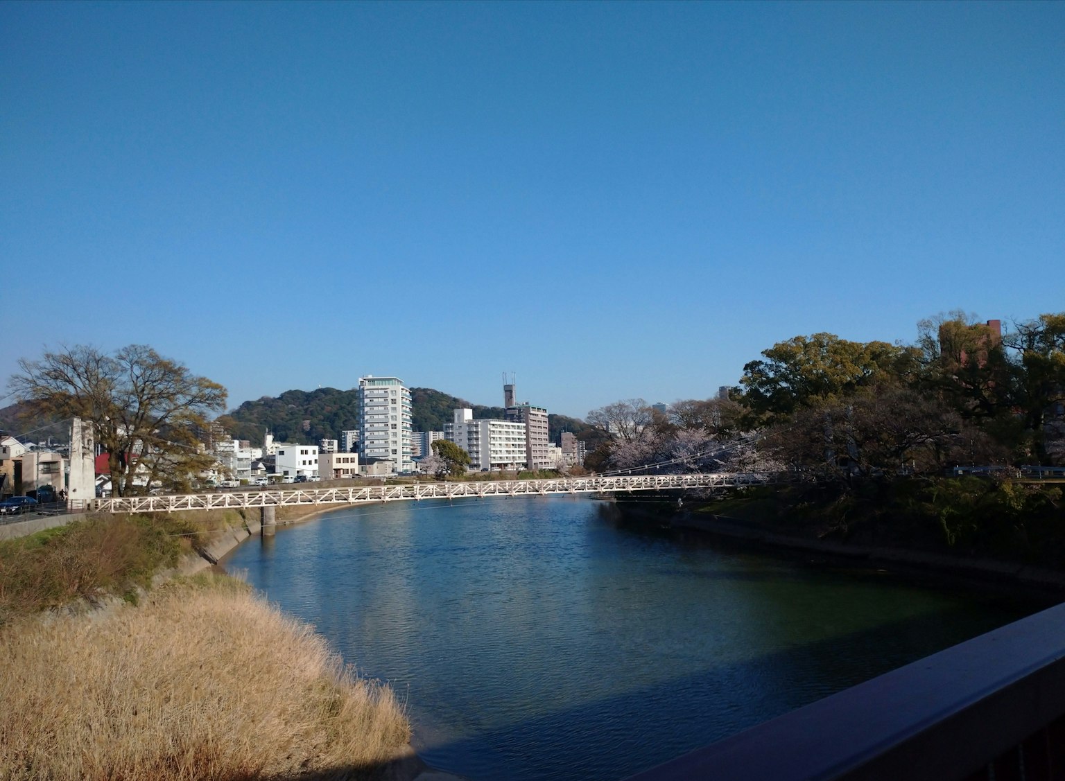 蓝天下的城市风景与河流 桥横跨河流 可见樱花树