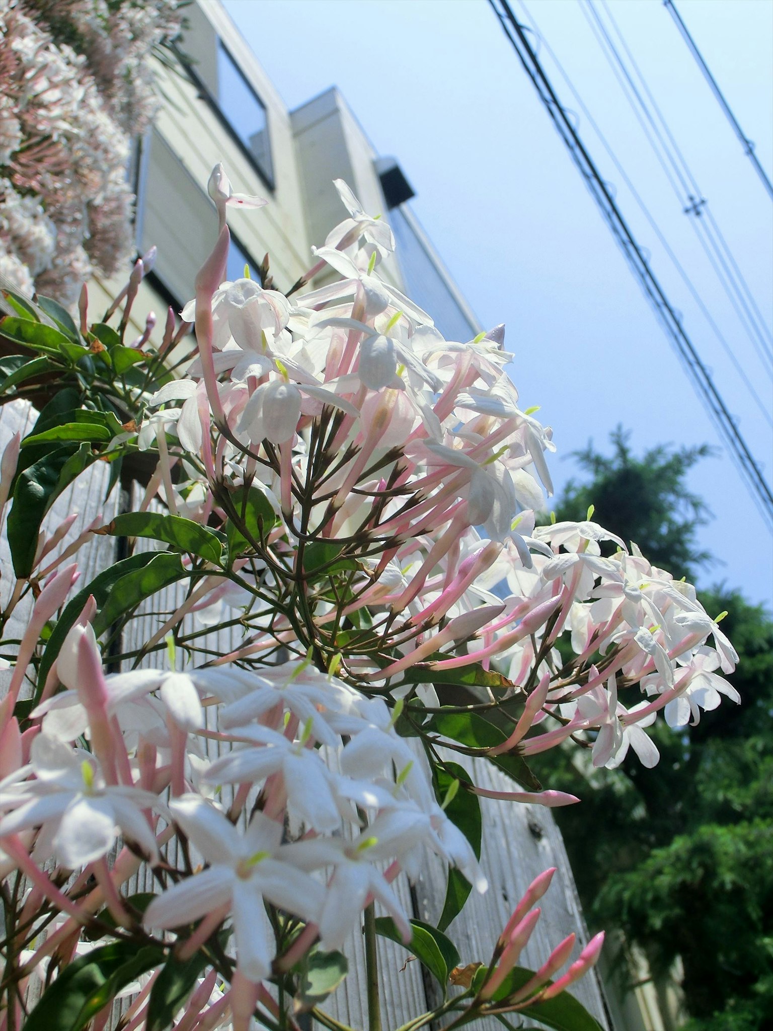 Una pianta con fiori bianchi e rosa contro un cielo blu