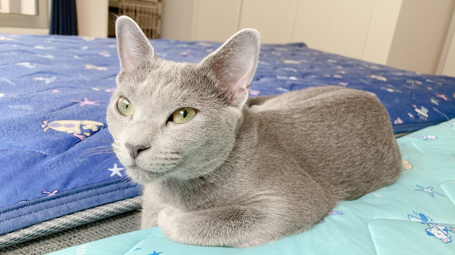 Gray cat lying on blue mattress