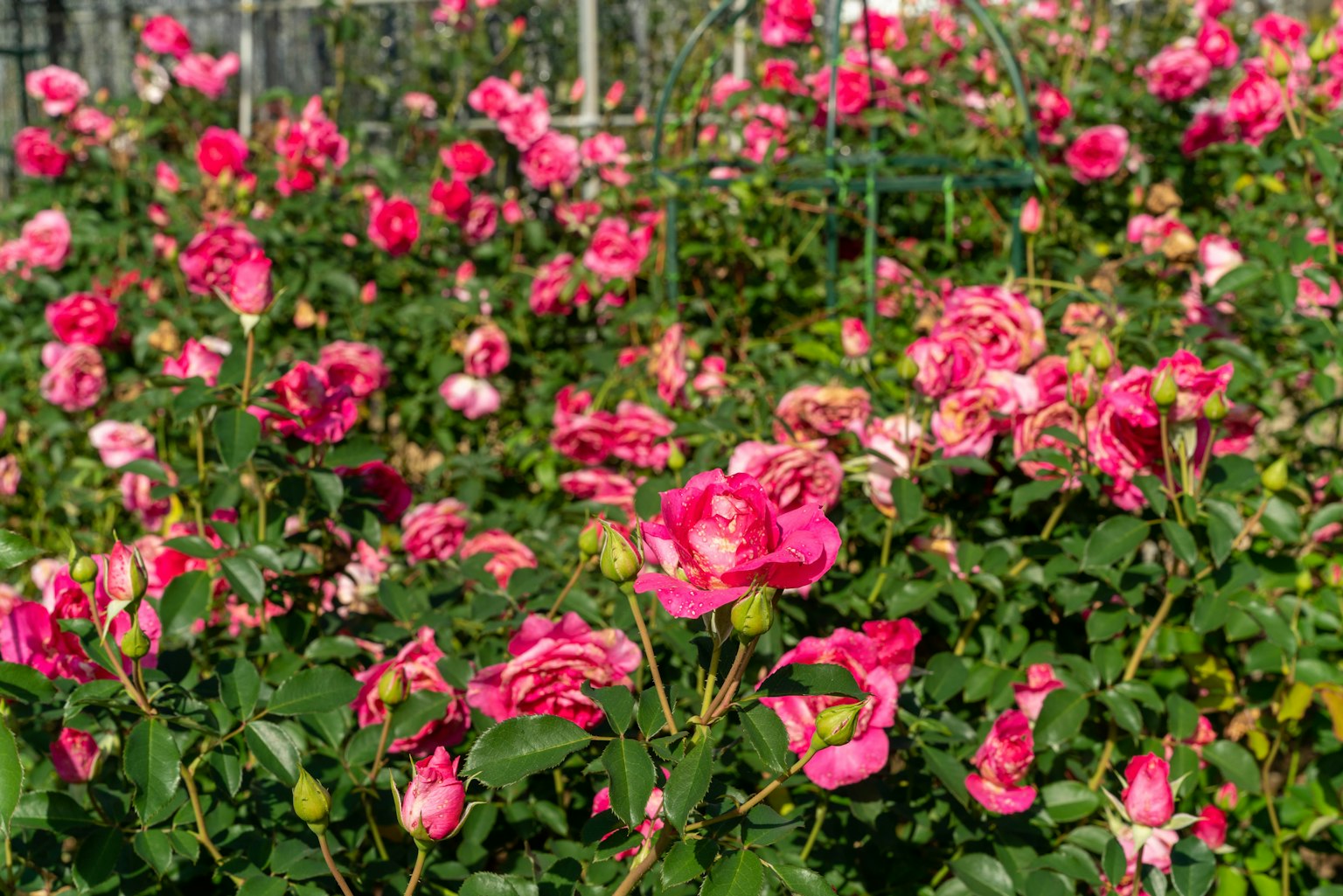 Sebuah taman yang dipenuhi mawar pink cerah yang sedang mekar