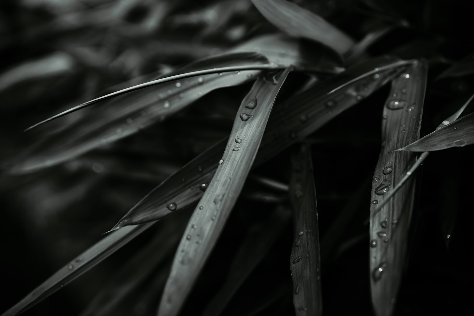 Close-up daun hijau dengan tetesan air dalam monokrom