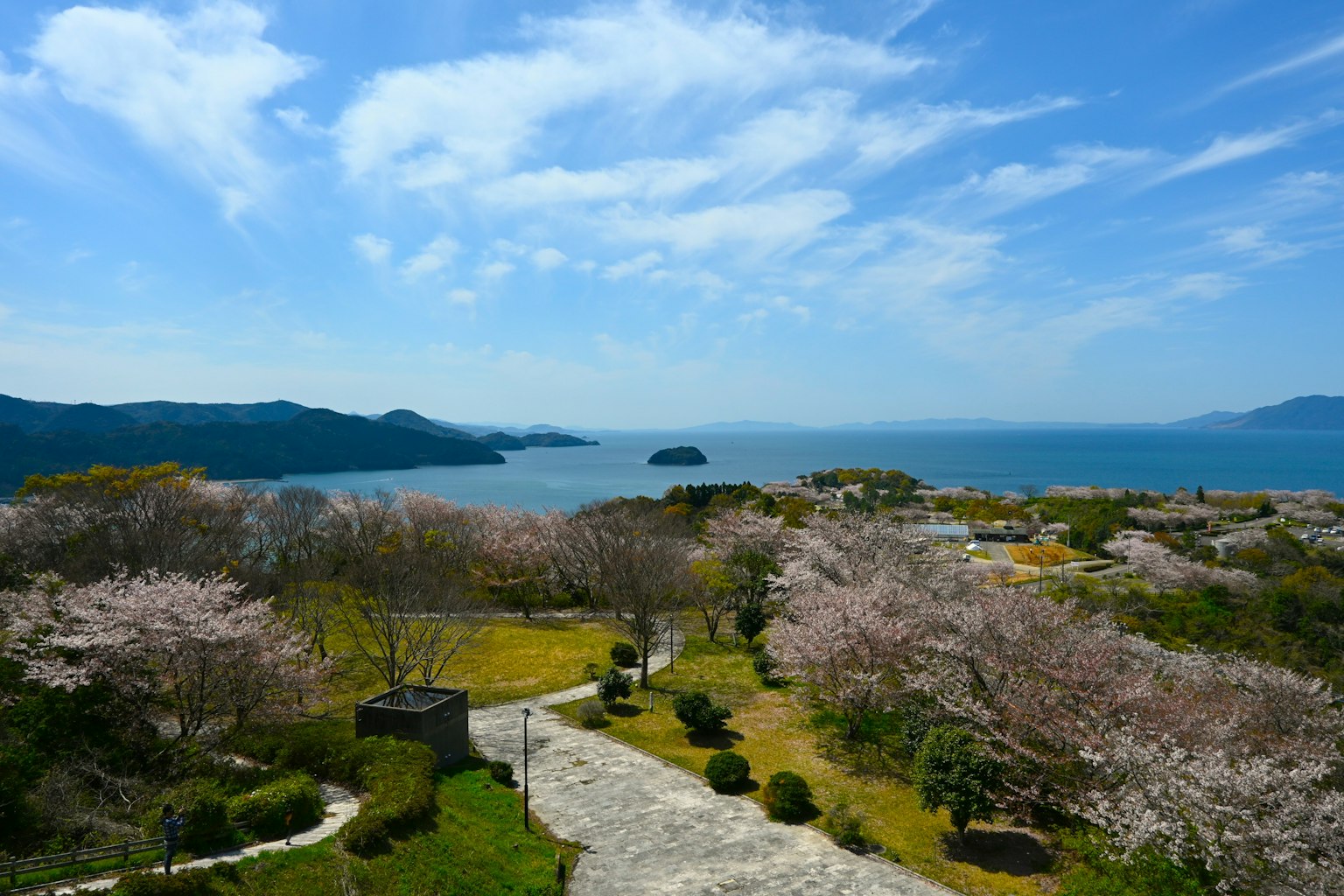 ทิวทัศน์ที่สวยงามของดอกซากุระและทะเลสีน้ำเงิน