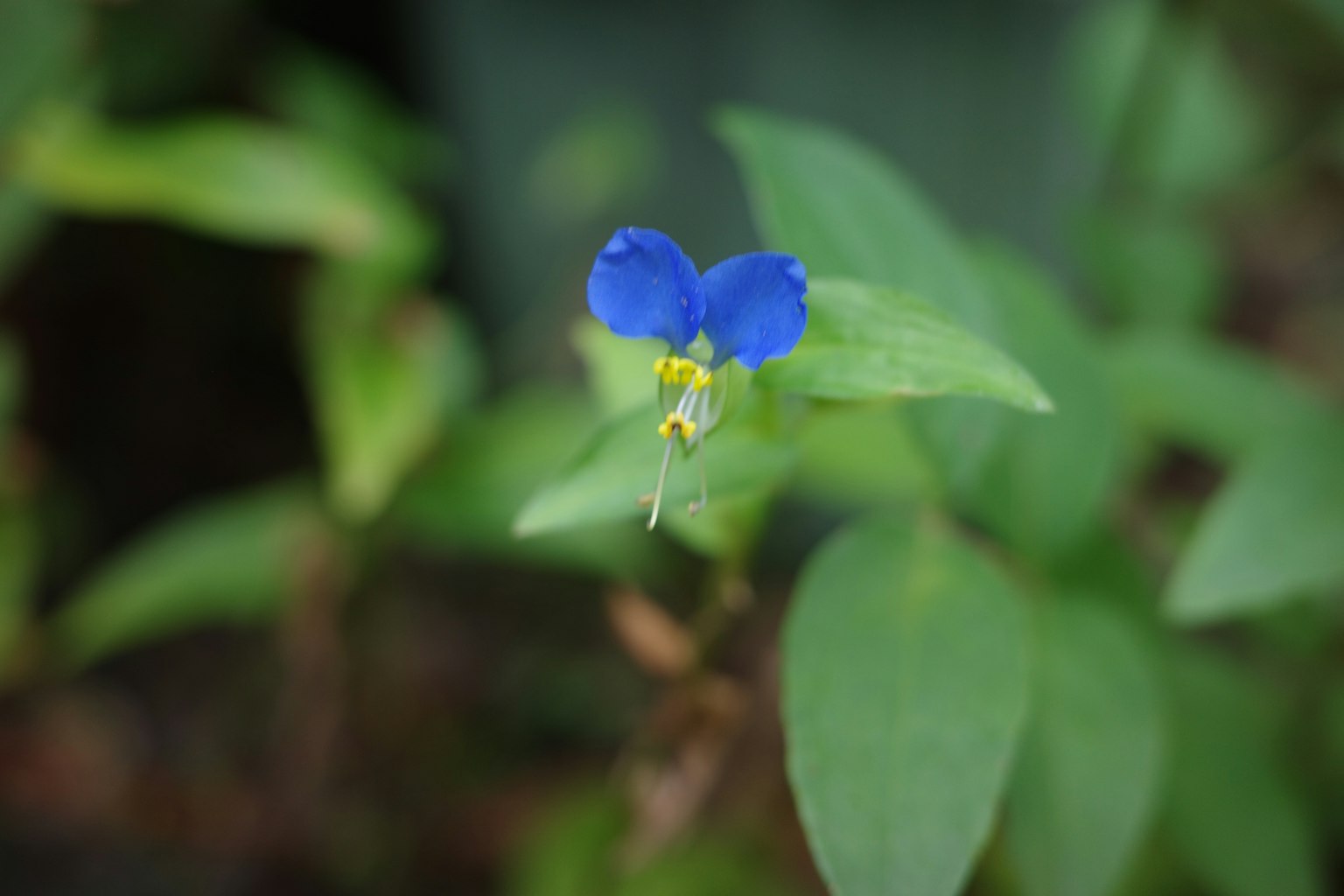 Fleur bleue avec des feuilles vertes dans un cadre naturel