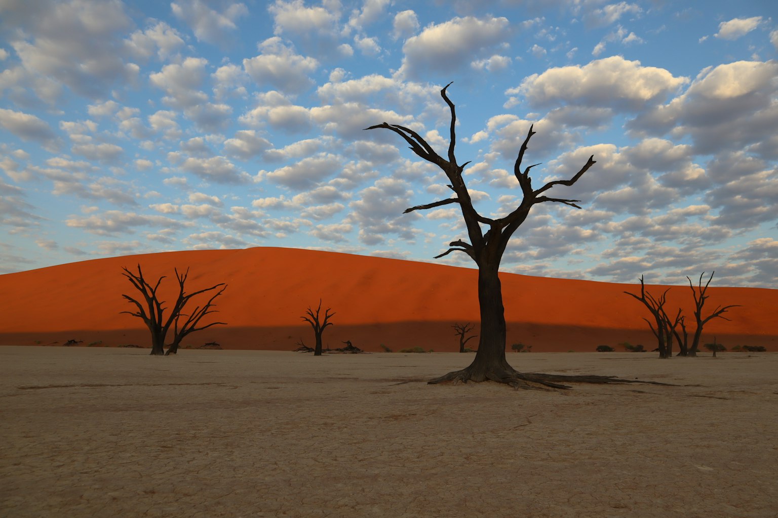 Paysage avec des dunes de sable orange et des arbres morts