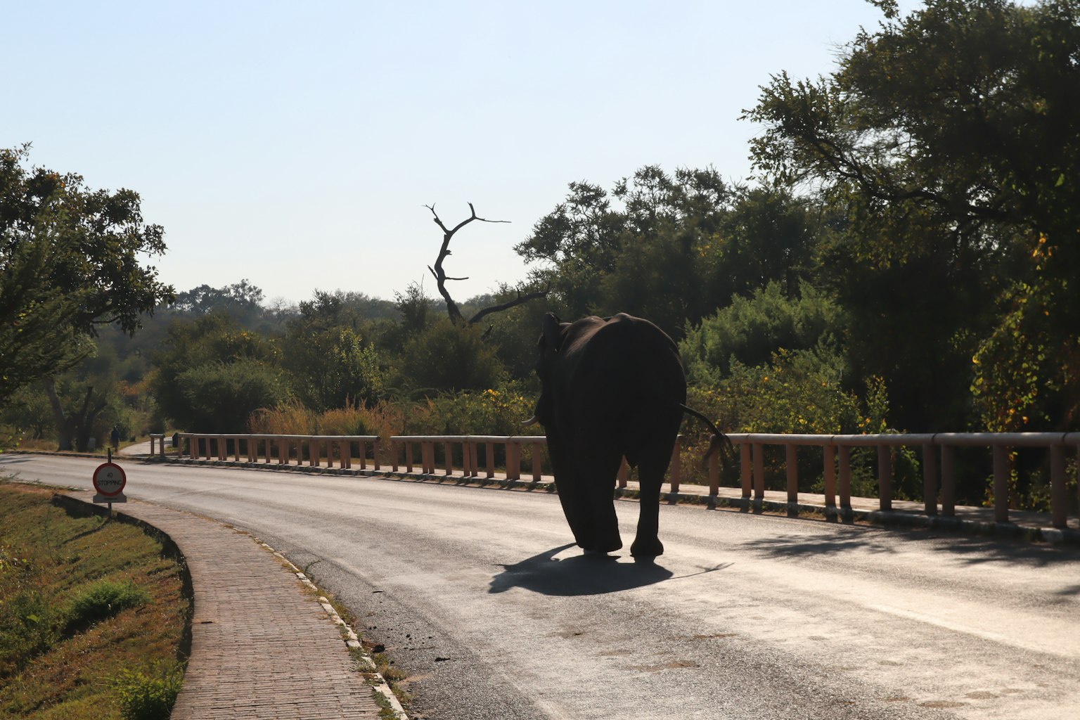 Elephant crossing the road with trees and blue sky in the background