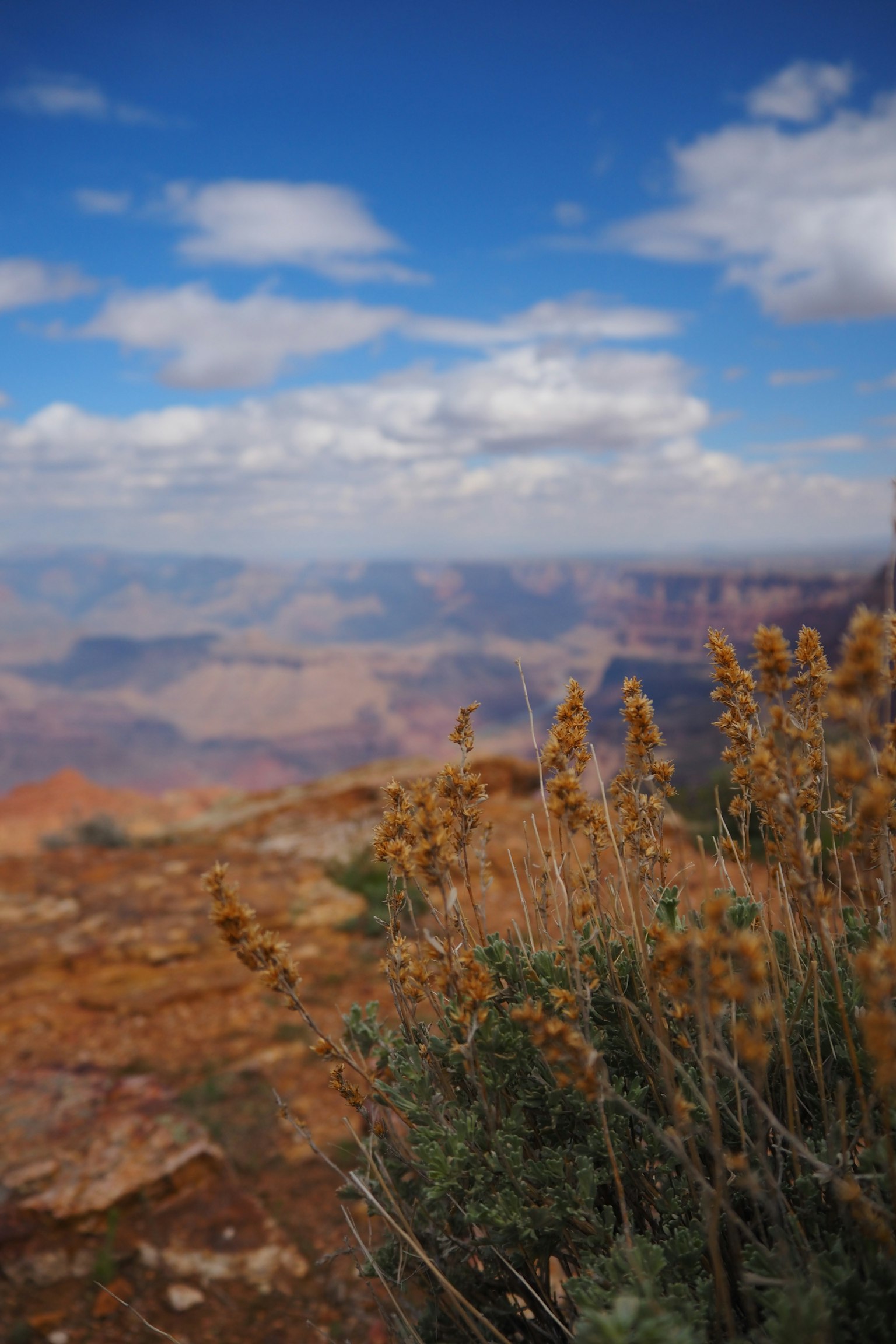 Vue pittoresque du Grand Canyon avec de l'herbe sèche et des buissons