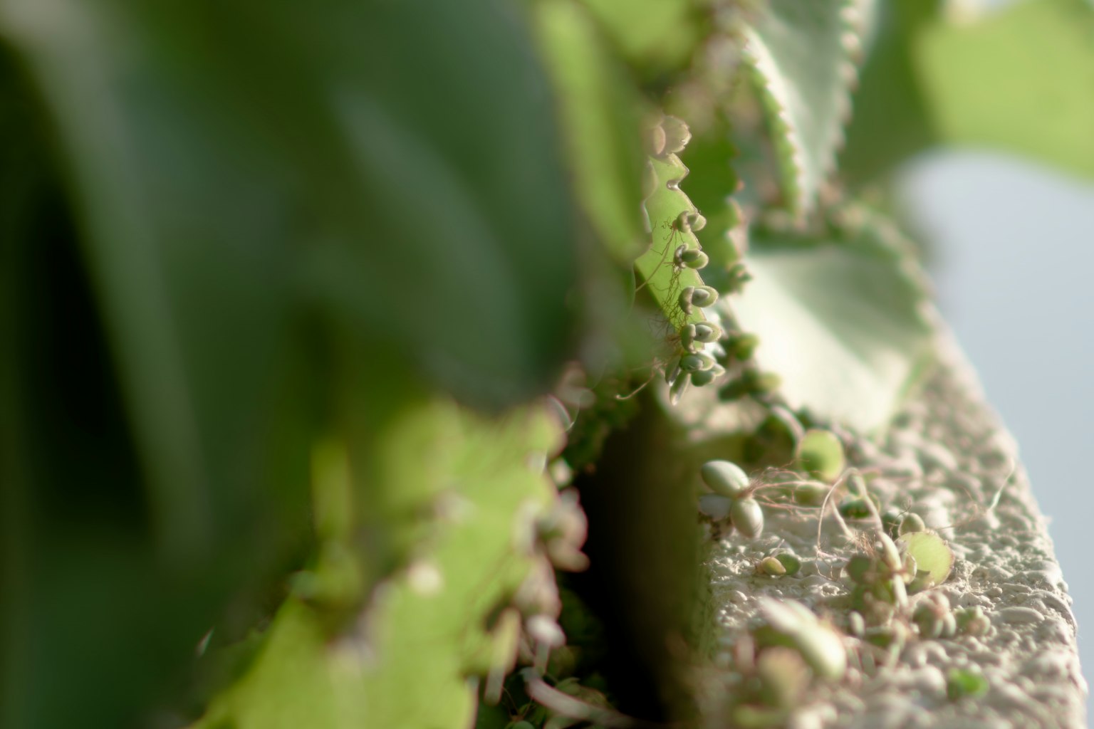 Photo en gros plan de feuilles vertes et de plantes succulentes