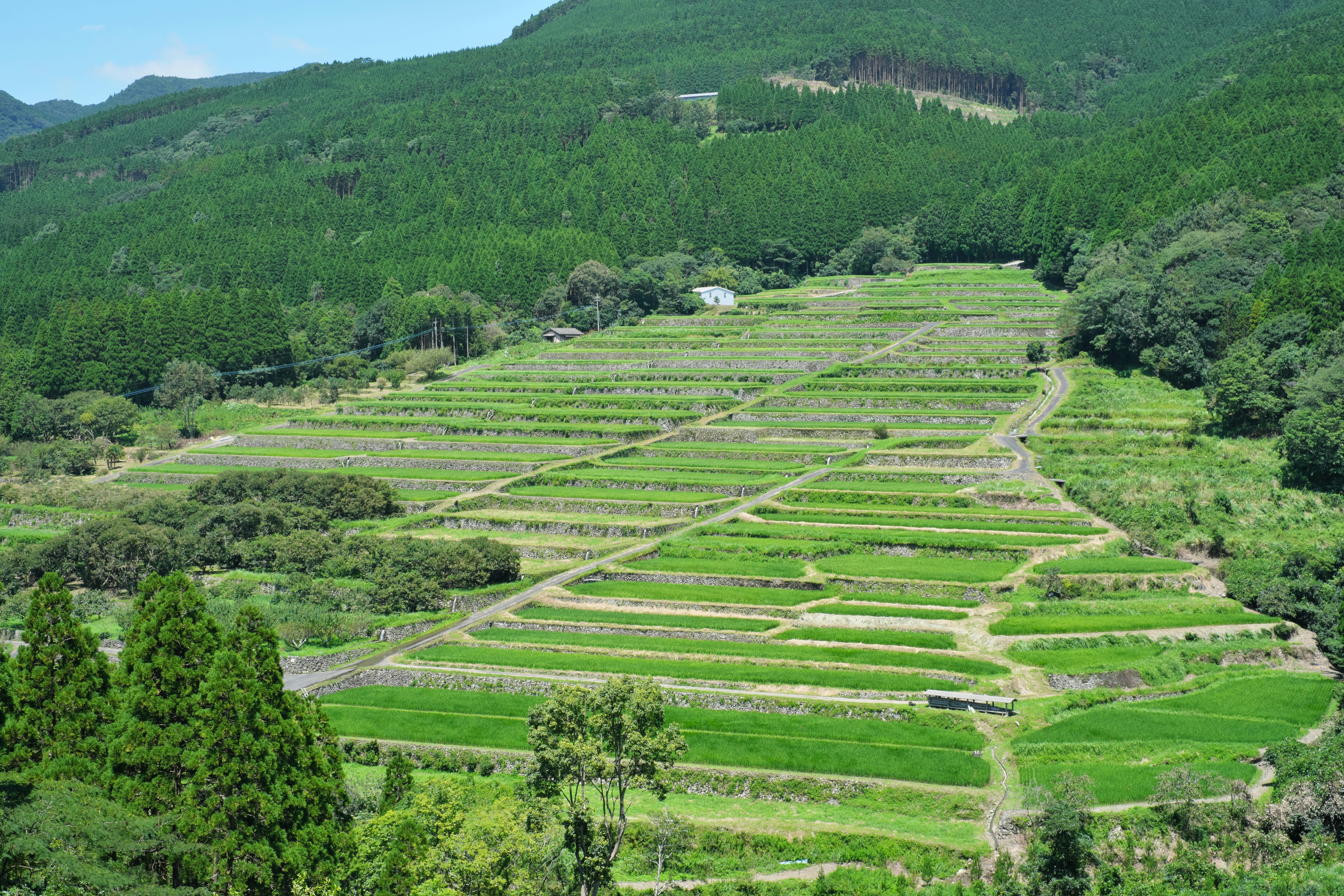 Green terraced rice fields on a mountainside