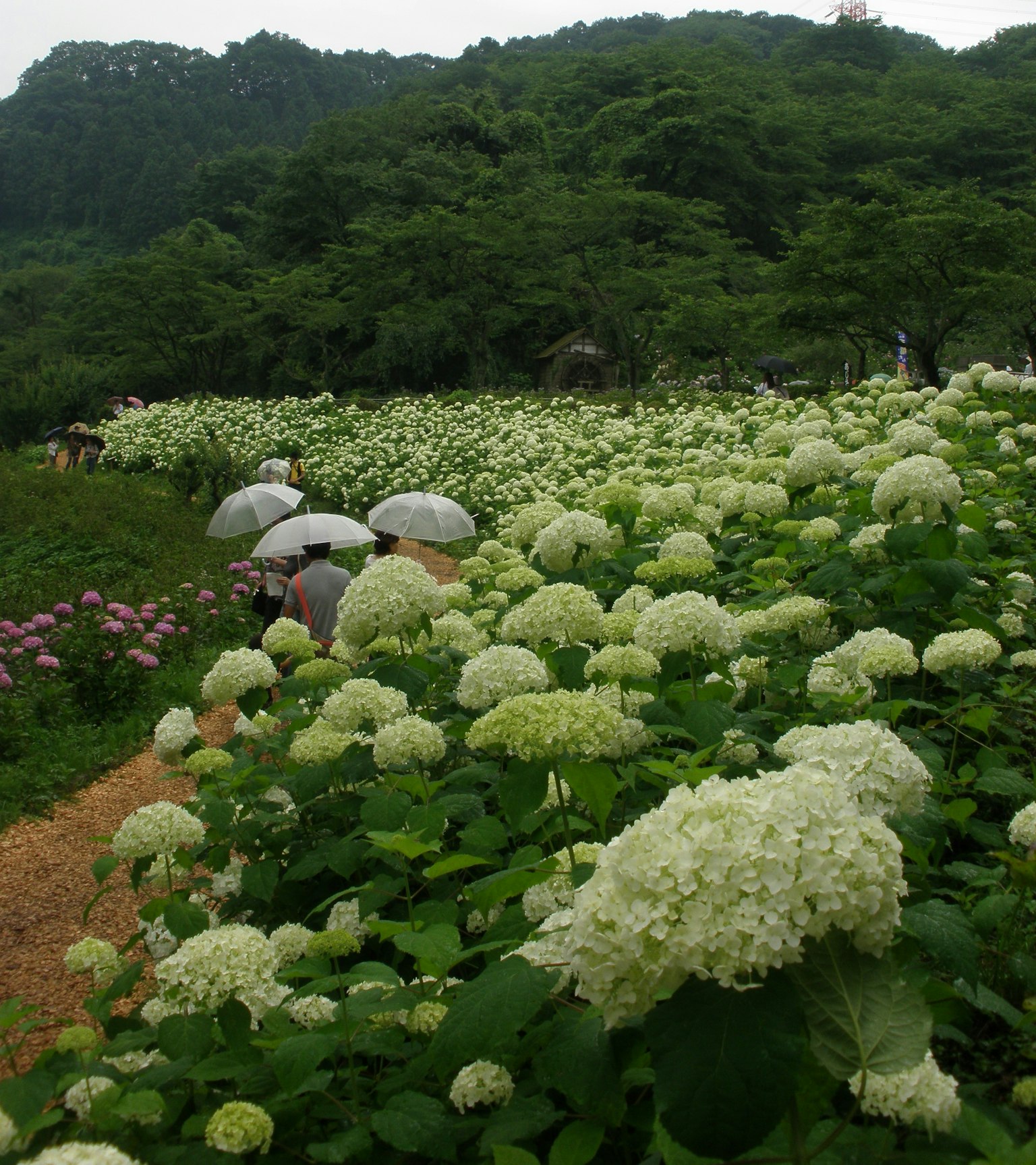 Ladang hortensia dengan bunga putih yang mekar dan perbukitan di sekitarnya