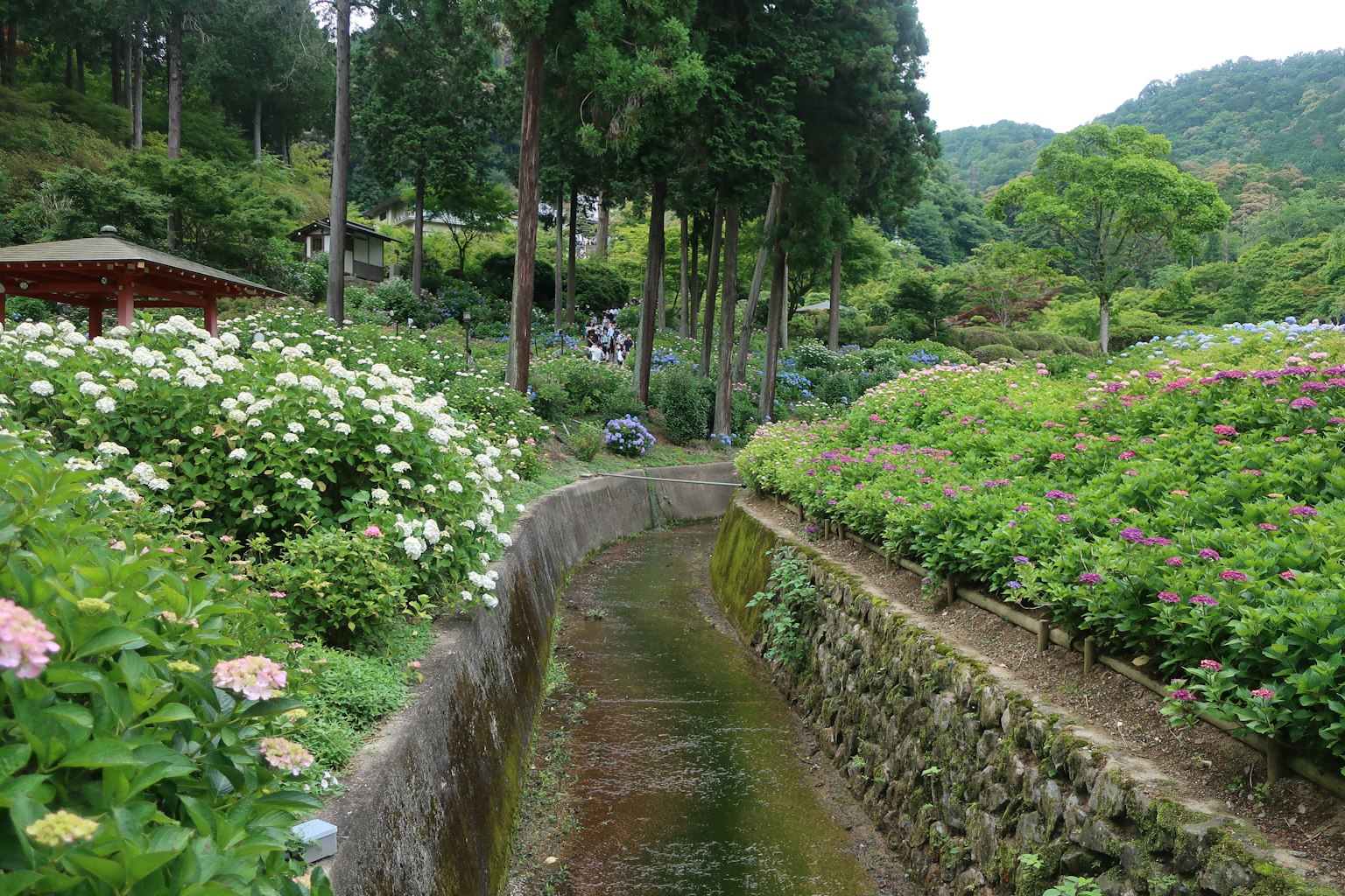 Vista escénica de un jardín exuberante con un arroyo flores vibrantes en plena floración