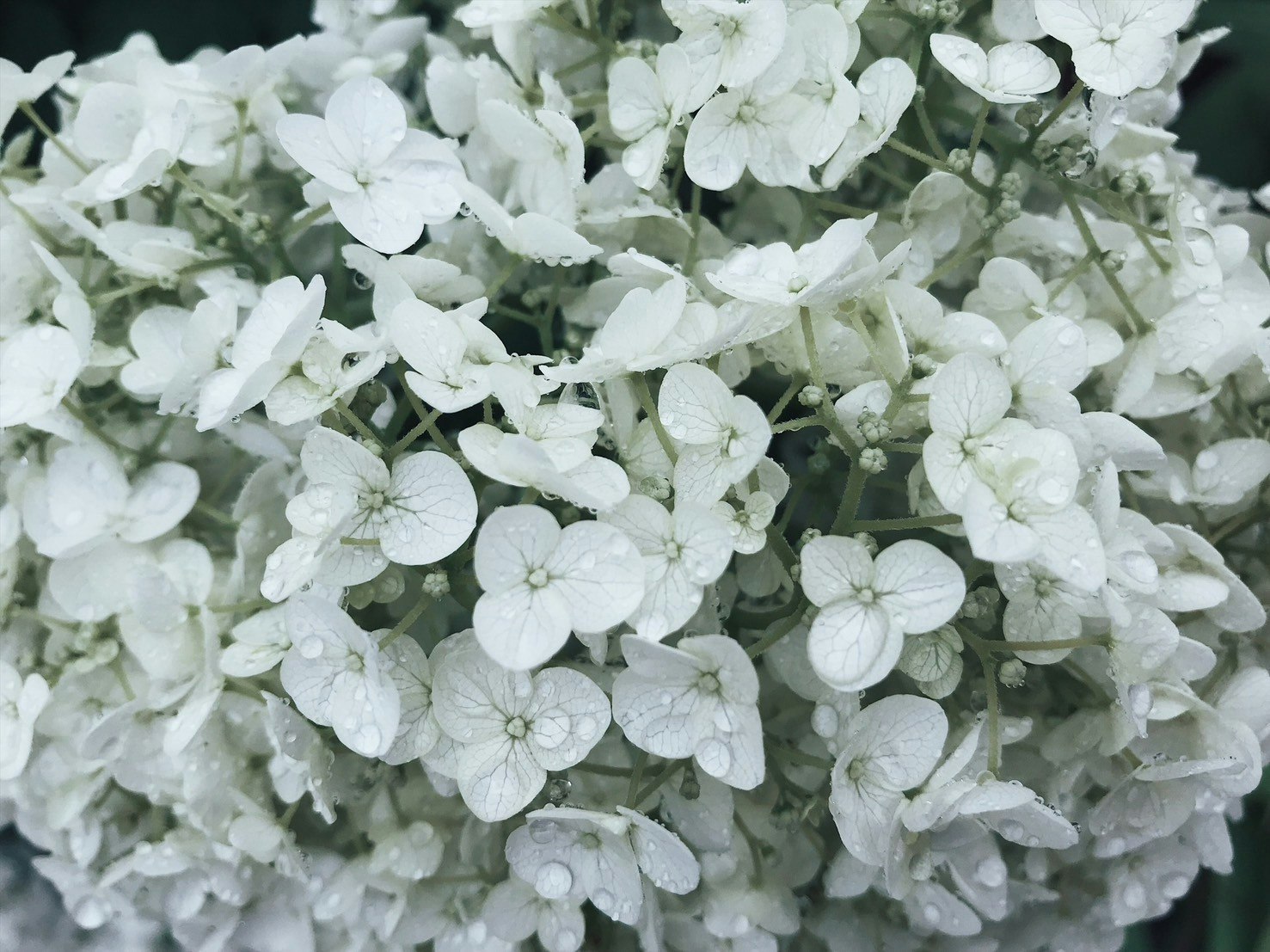 白色绣球花特写