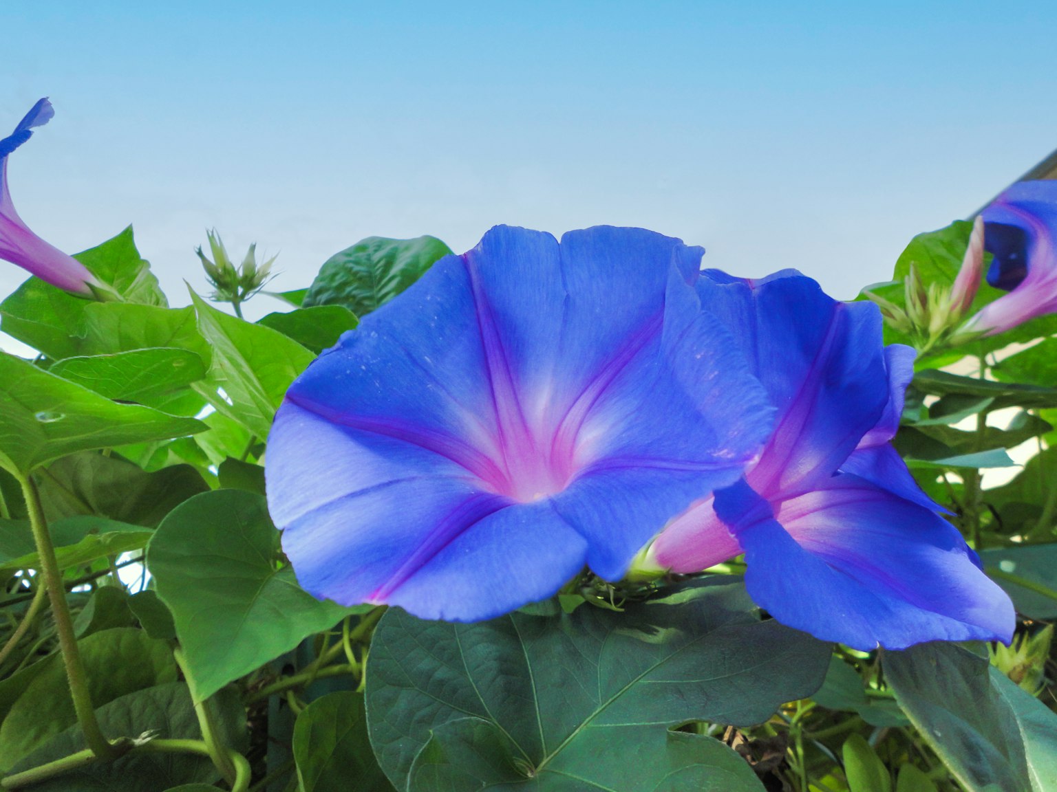 Blue morning glory flower with green leaves in the background