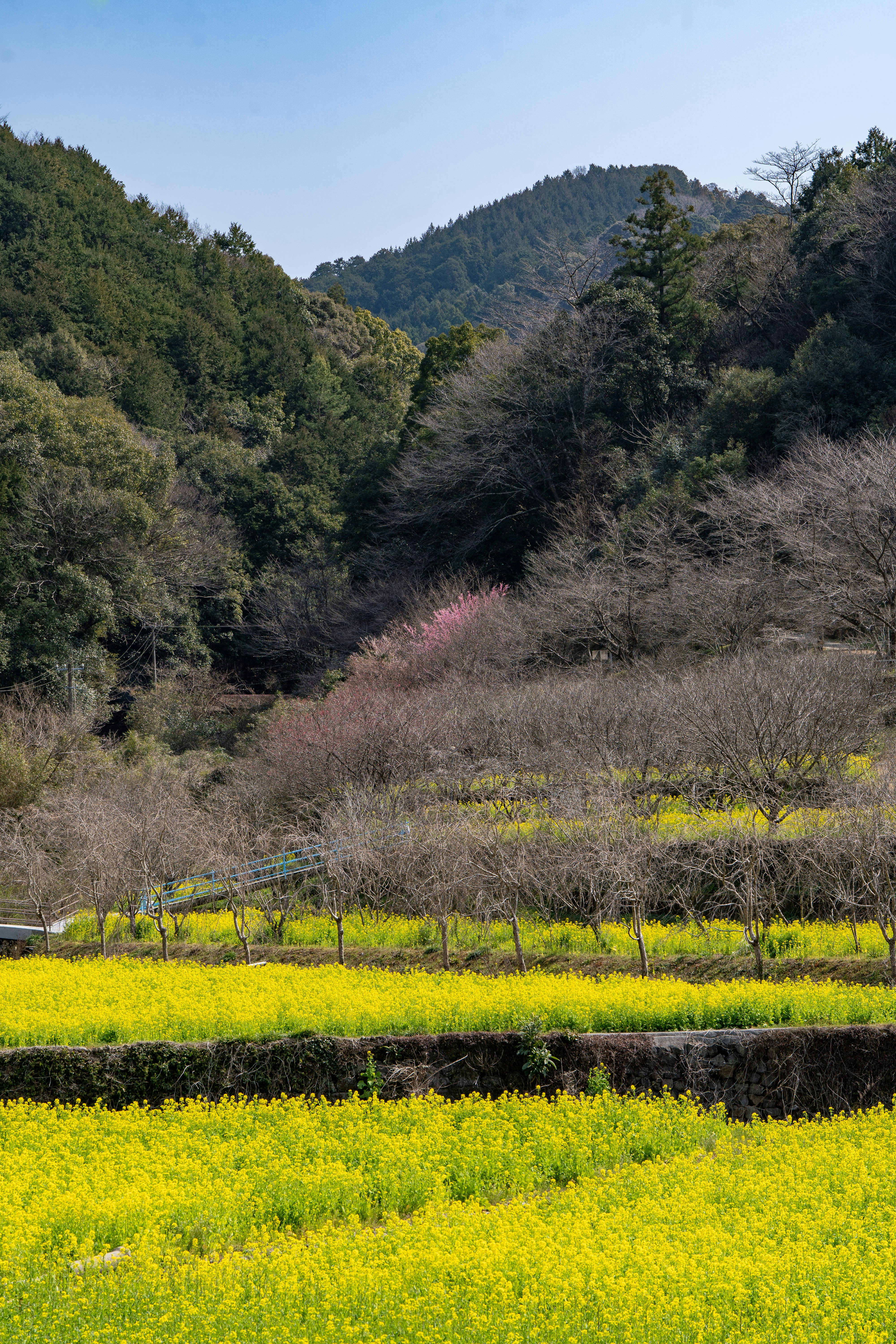 山あいの畑に咲く菜の花と雑木林の春景色