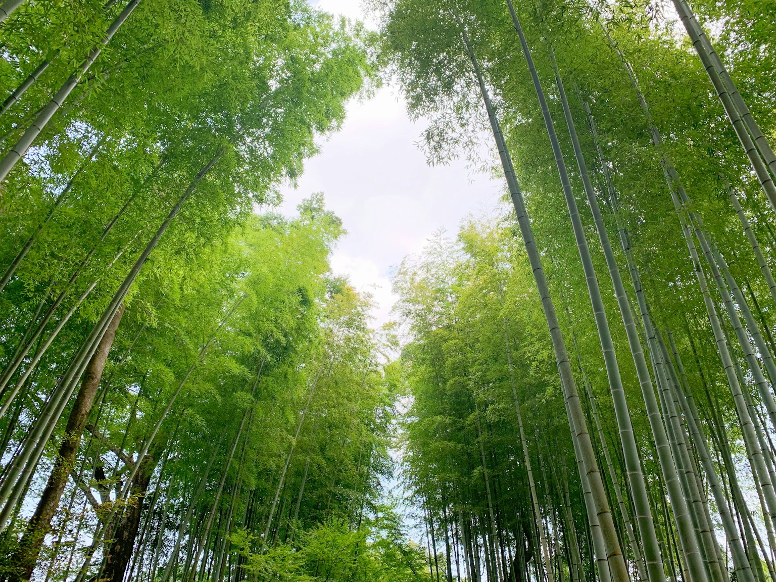 Vista di una lussureggiante foresta di bambù guardando il cielo