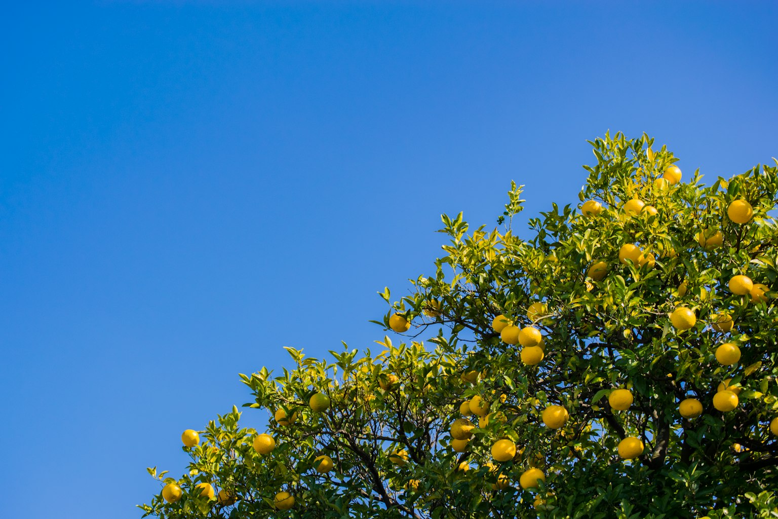 Árbol de limón con limones amarillos maduros contra un cielo azul