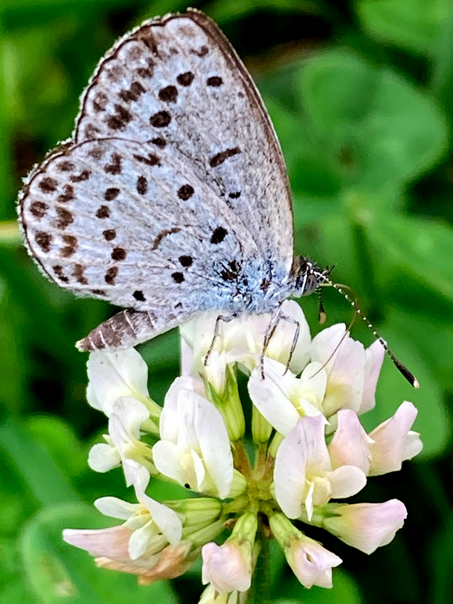 Ein blauer Schmetterling sitzt auf einer weißen Blume