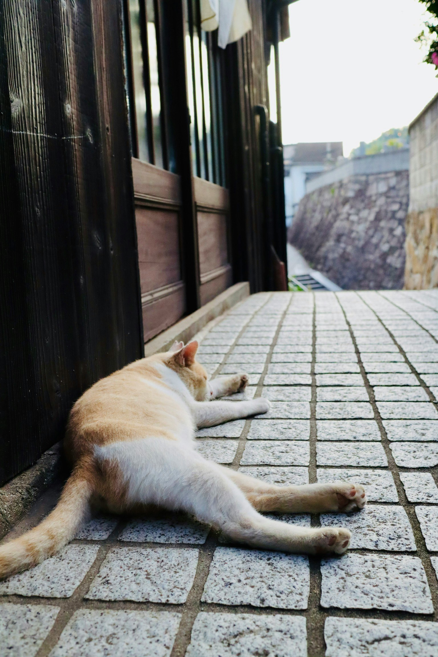 猫が横たわる石畳の道と木製の扉