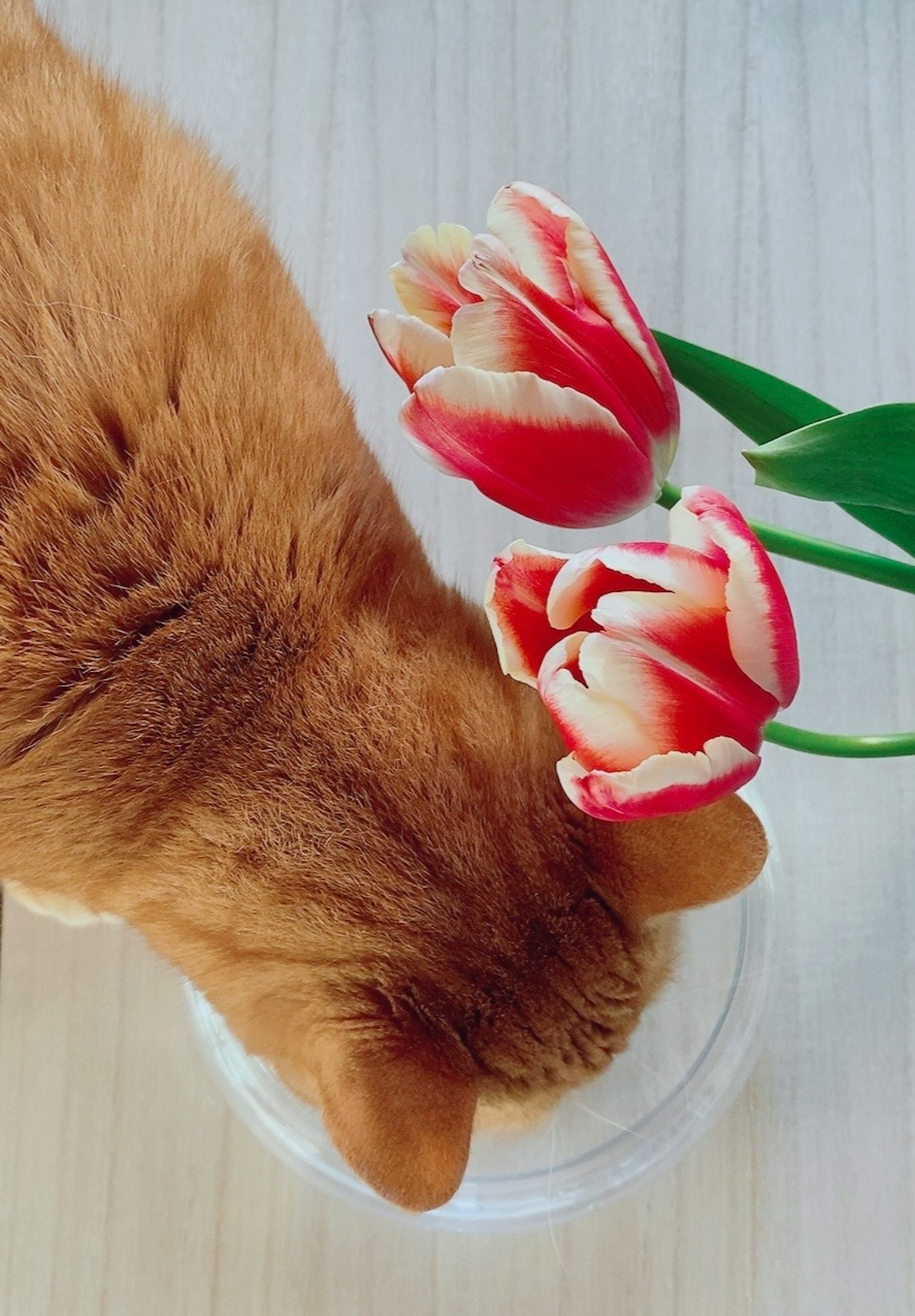 Seekor kucing oranye makan dari mangkuk transparan dengan tulip merah di dekatnya