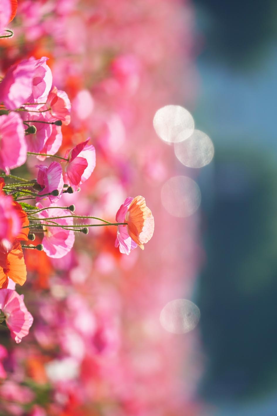 Amapolas rosadas con flores naranjas en bokeh suave